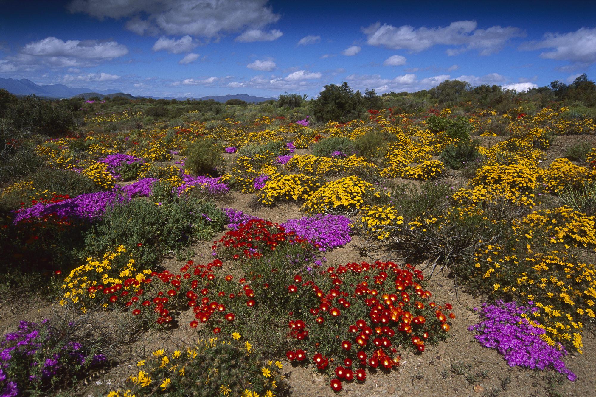 2000x1333 abstract colorful blooms little karoo south africa landscape high
