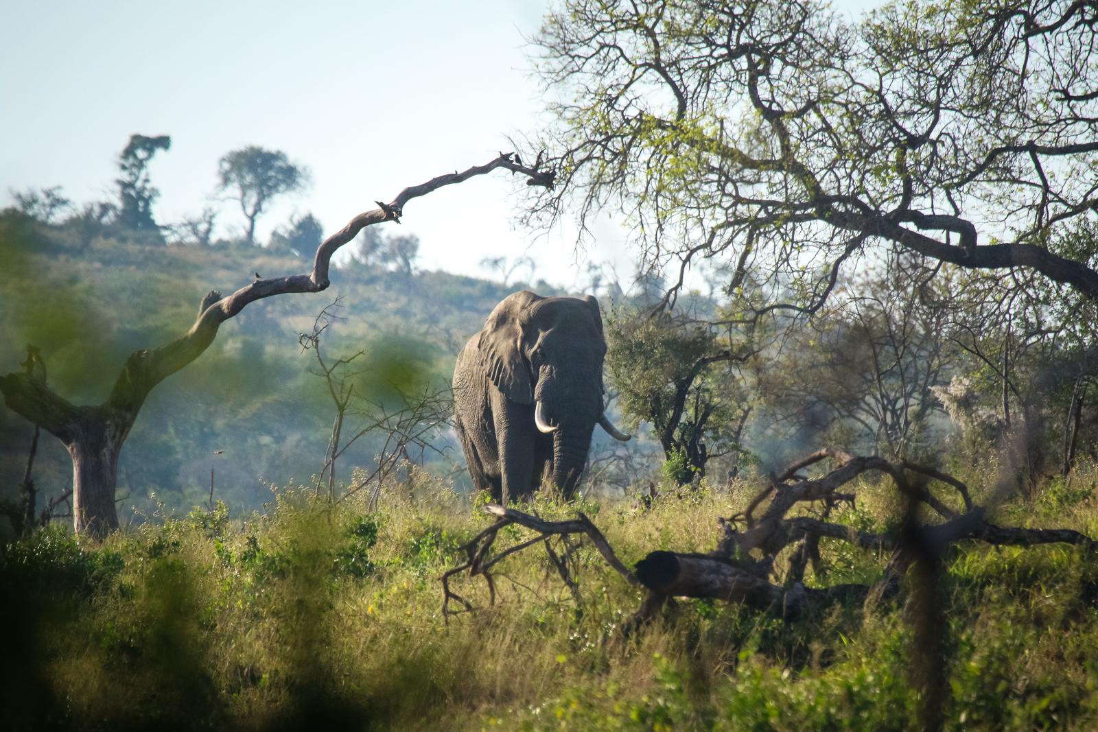 1600x1067 Photos of South Africa Ticket to Ride Journal