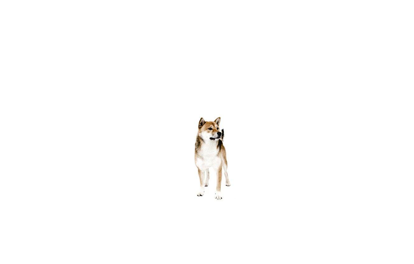Minimalist Dog Wallpapers - Top Free Minimalist Dog Backgrounds - WallpaperAccess