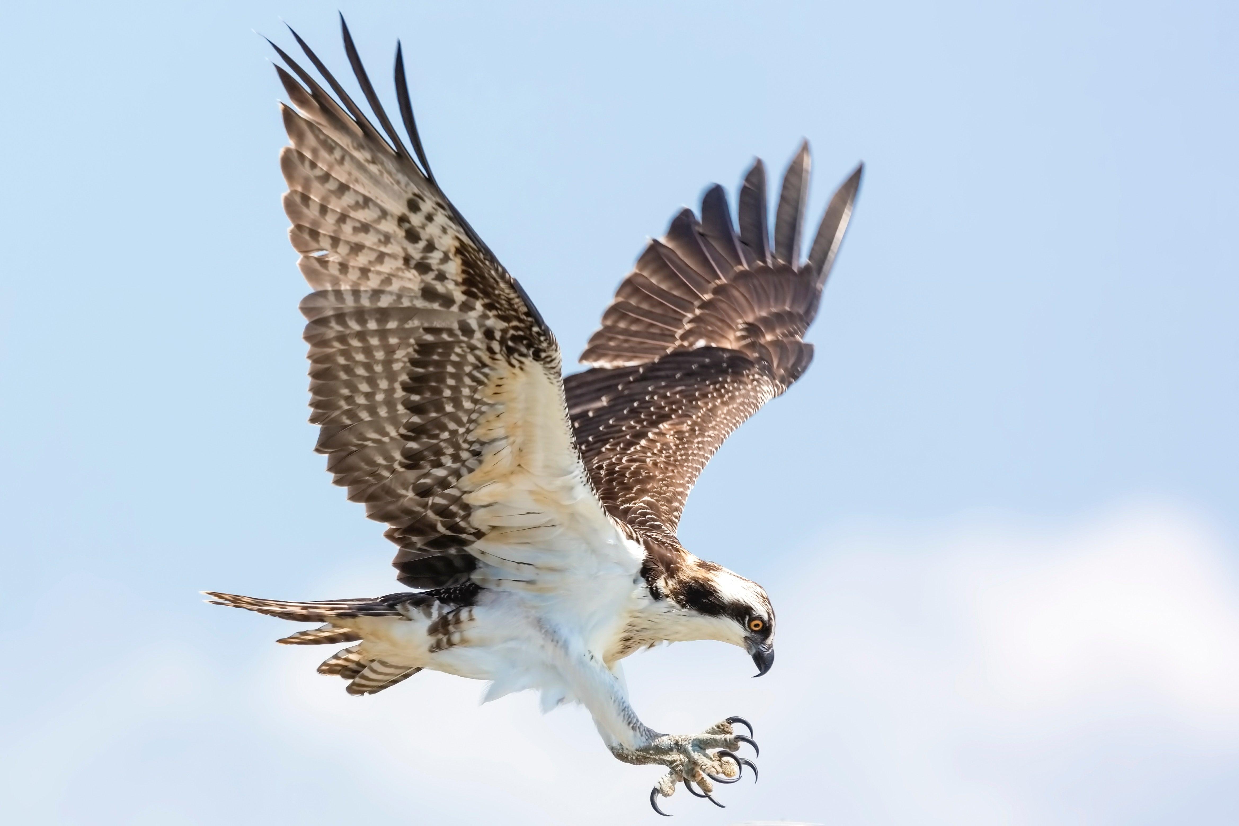 4677x3118 Osprey 4K wallpaper for your desktop or mobile screen free and easy to download