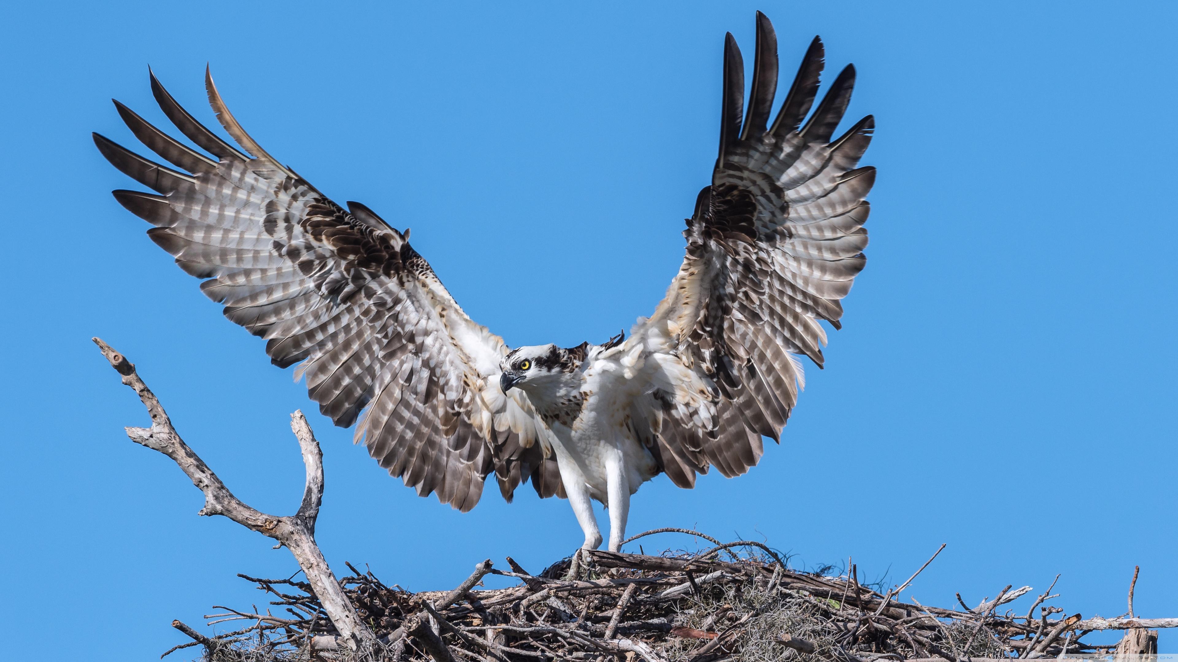 Osprey Wallpapers - Top Free Osprey Backgrounds - WallpaperAccess