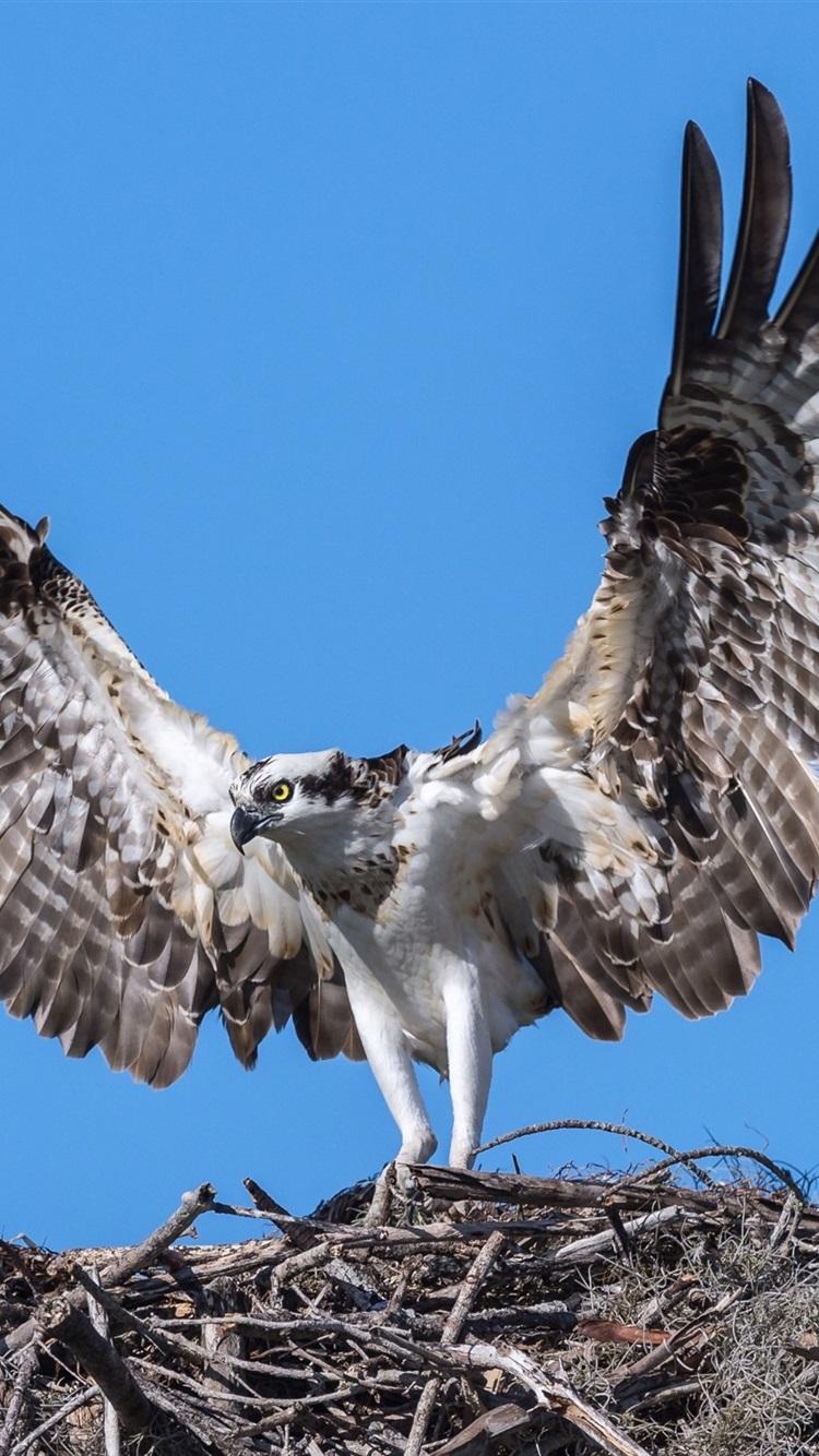 Osprey Wallpapers - Top Free Osprey Backgrounds - WallpaperAccess