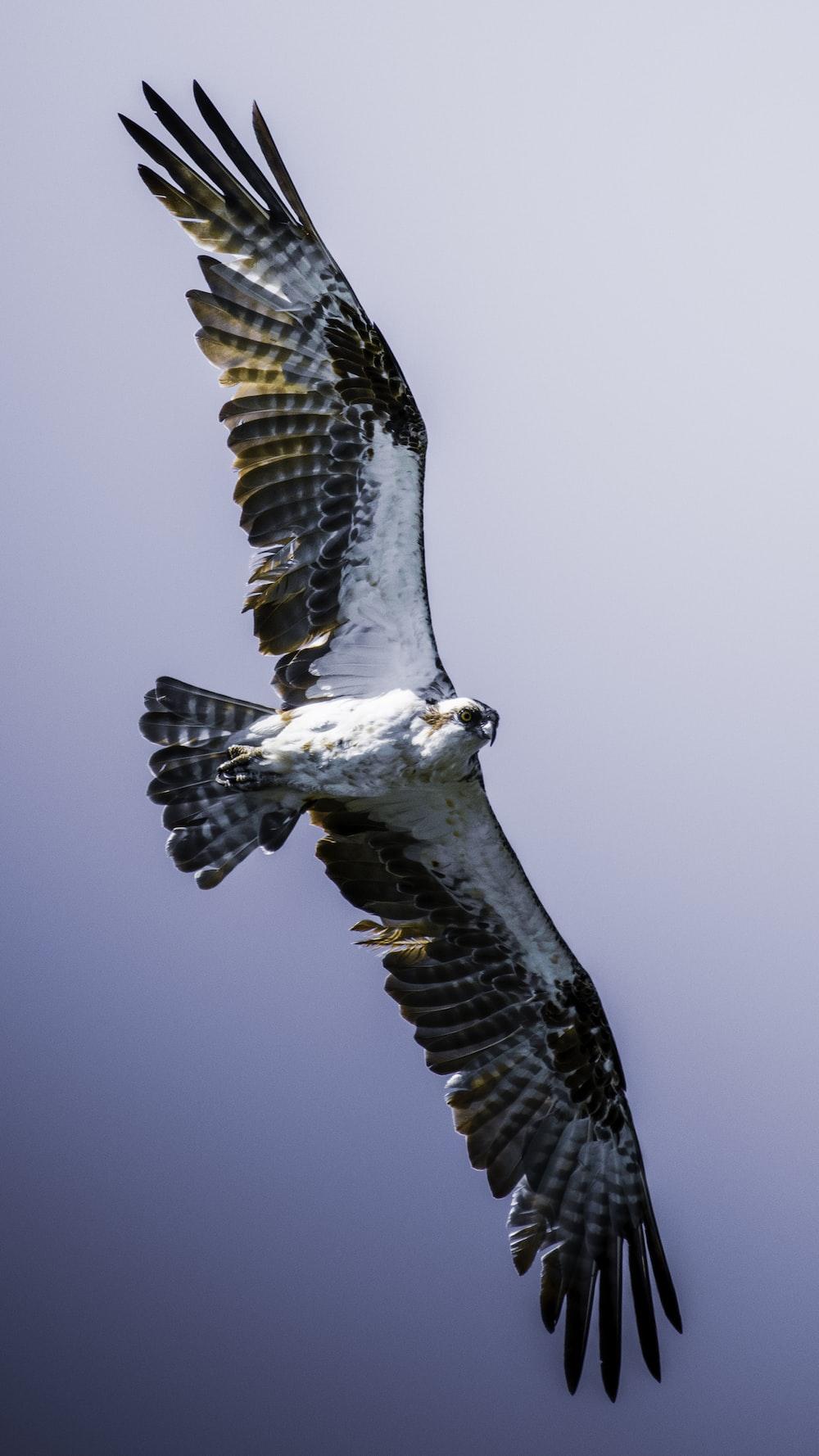 Osprey Wallpapers - Top Free Osprey Backgrounds - WallpaperAccess