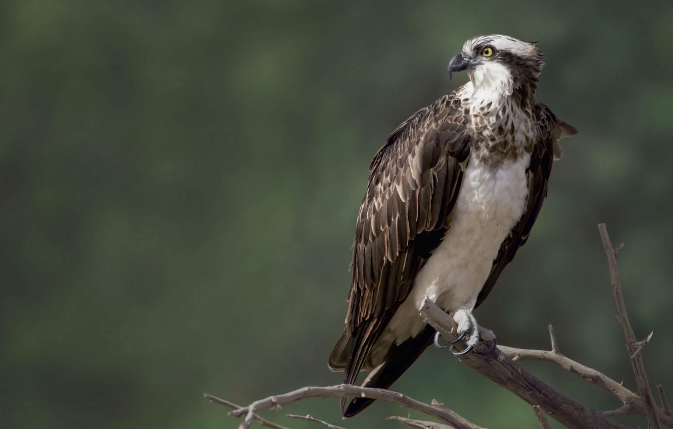 Osprey Wallpapers - Top Free Osprey Backgrounds - WallpaperAccess