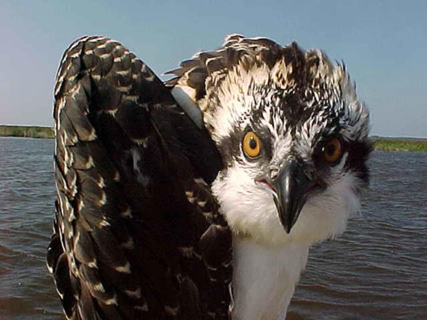 1500x1125 Osprey Wallpaper