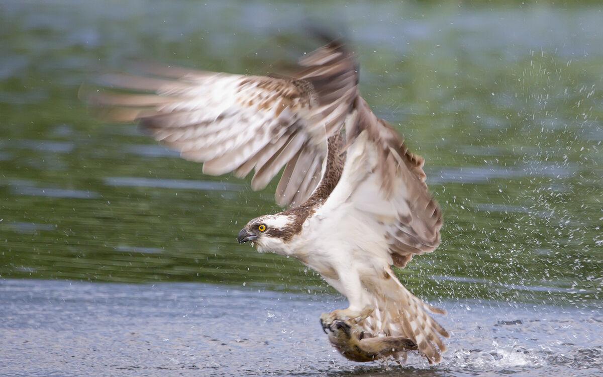 Osprey Wallpapers - Top Free Osprey Backgrounds - WallpaperAccess