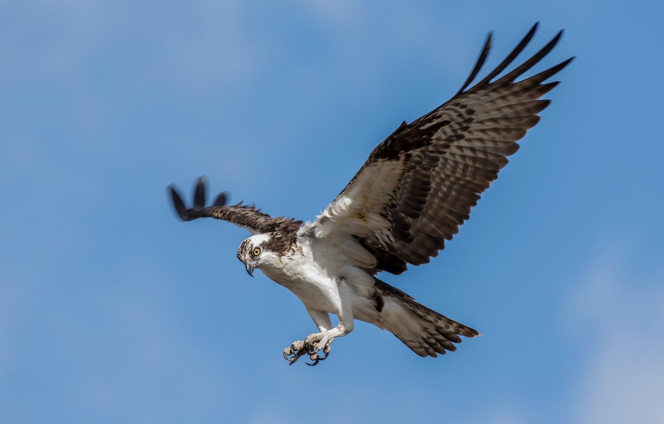 Osprey Wallpapers - Top Free Osprey Backgrounds - WallpaperAccess
