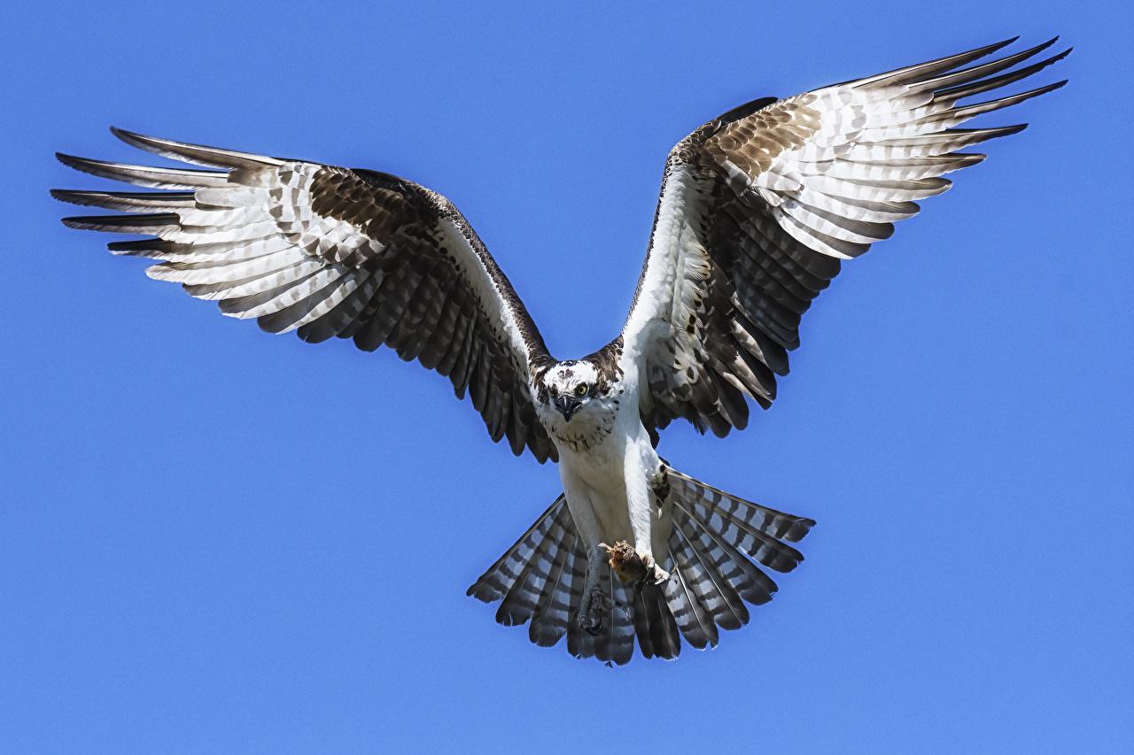 Osprey Wallpapers - Top Free Osprey Backgrounds - WallpaperAccess