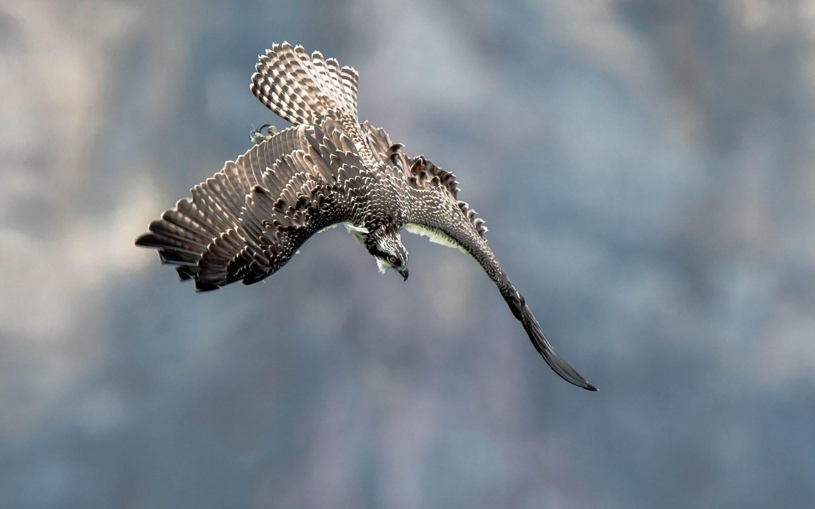 1680x1050 Osprey Bird
