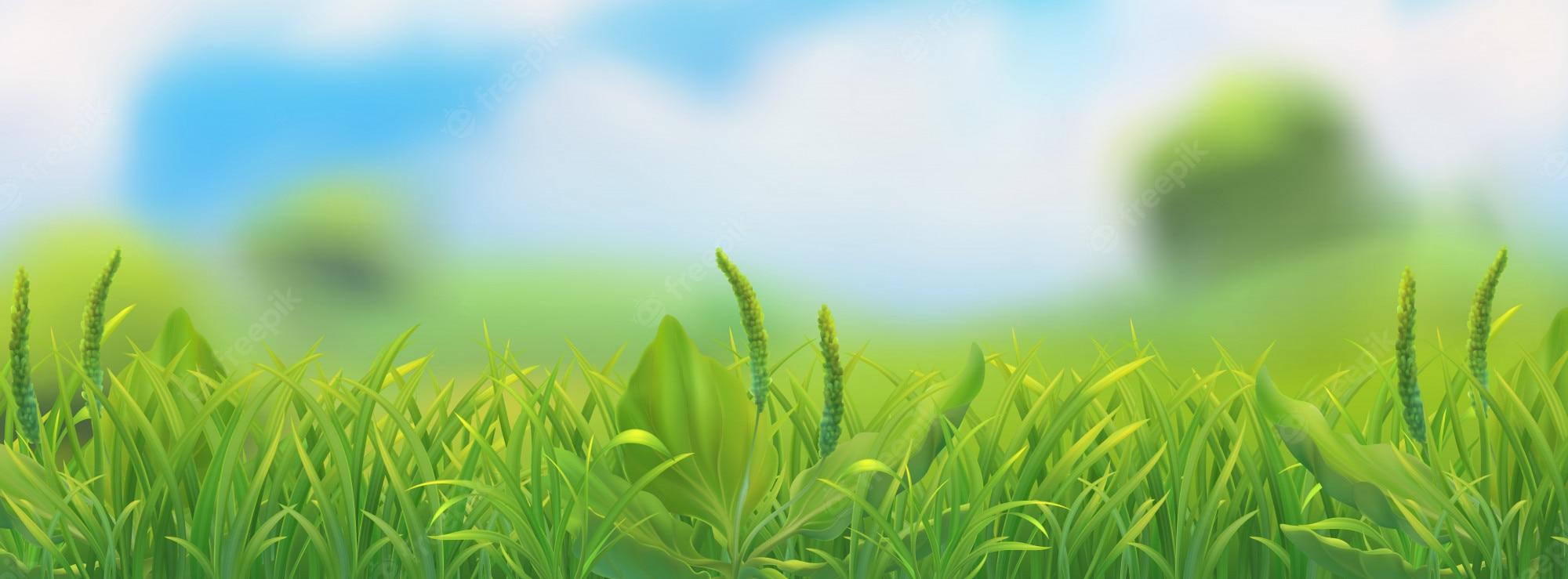 Cartoon Grass Wallpapers - Top Free Cartoon Grass Backgrounds -  WallpaperAccess