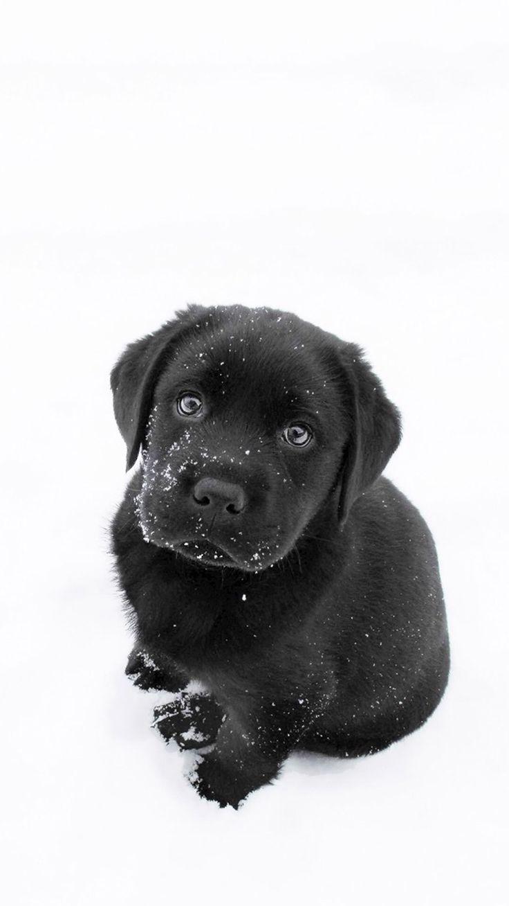 736x1308 Cute pics. Dog wallpaper, Puppy wallpaper, Black labrador puppy