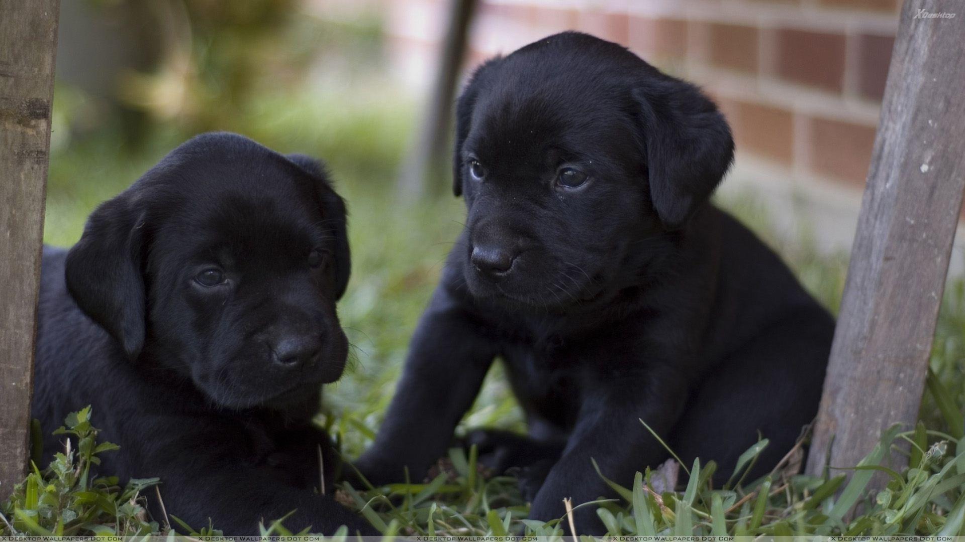 1920x1080 Two Black Labrador Puppies Wallpaper