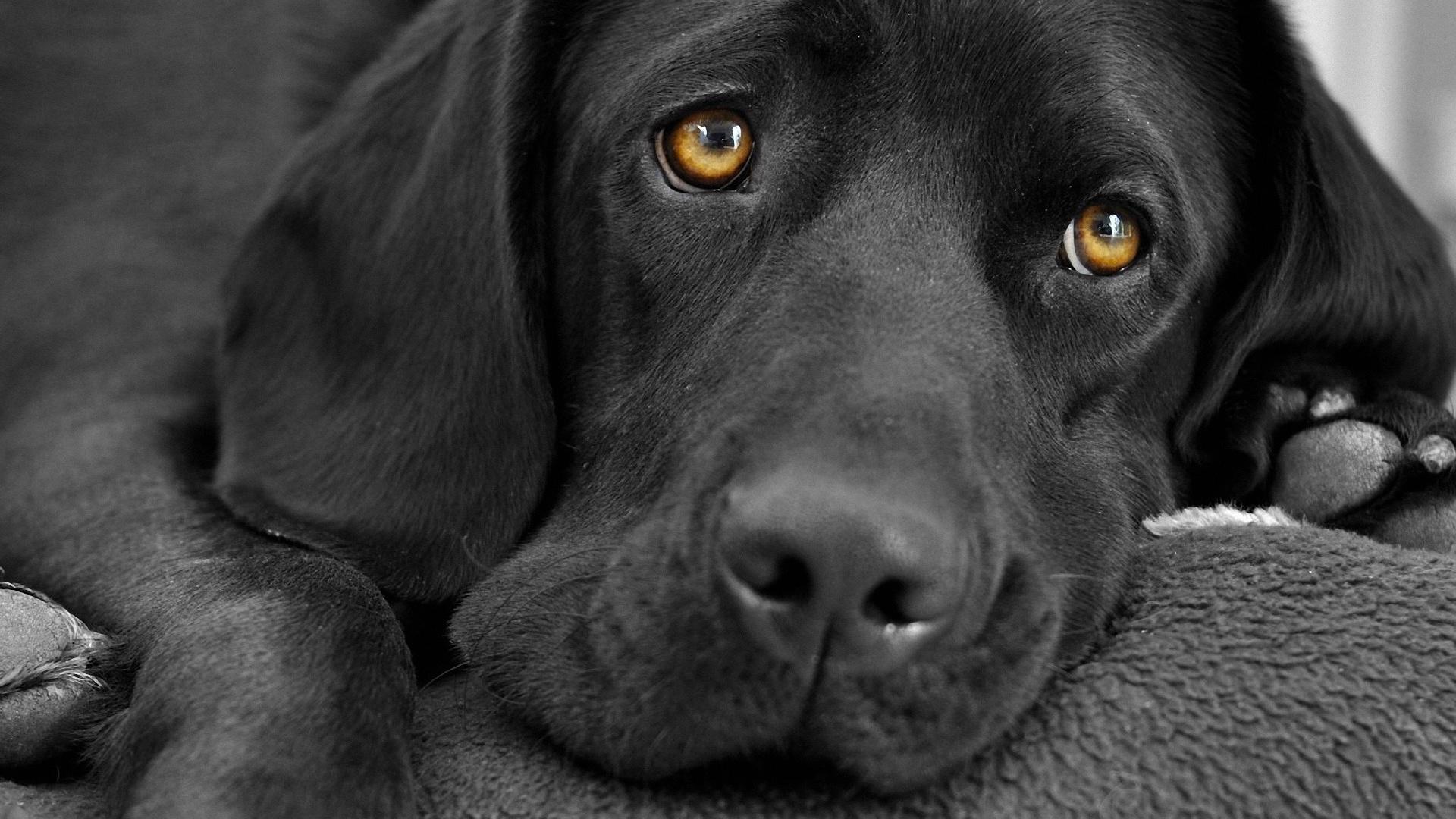 1920x1080 black lab wallpaper, dog, dog breed, canidae, mammal, labrador retriever