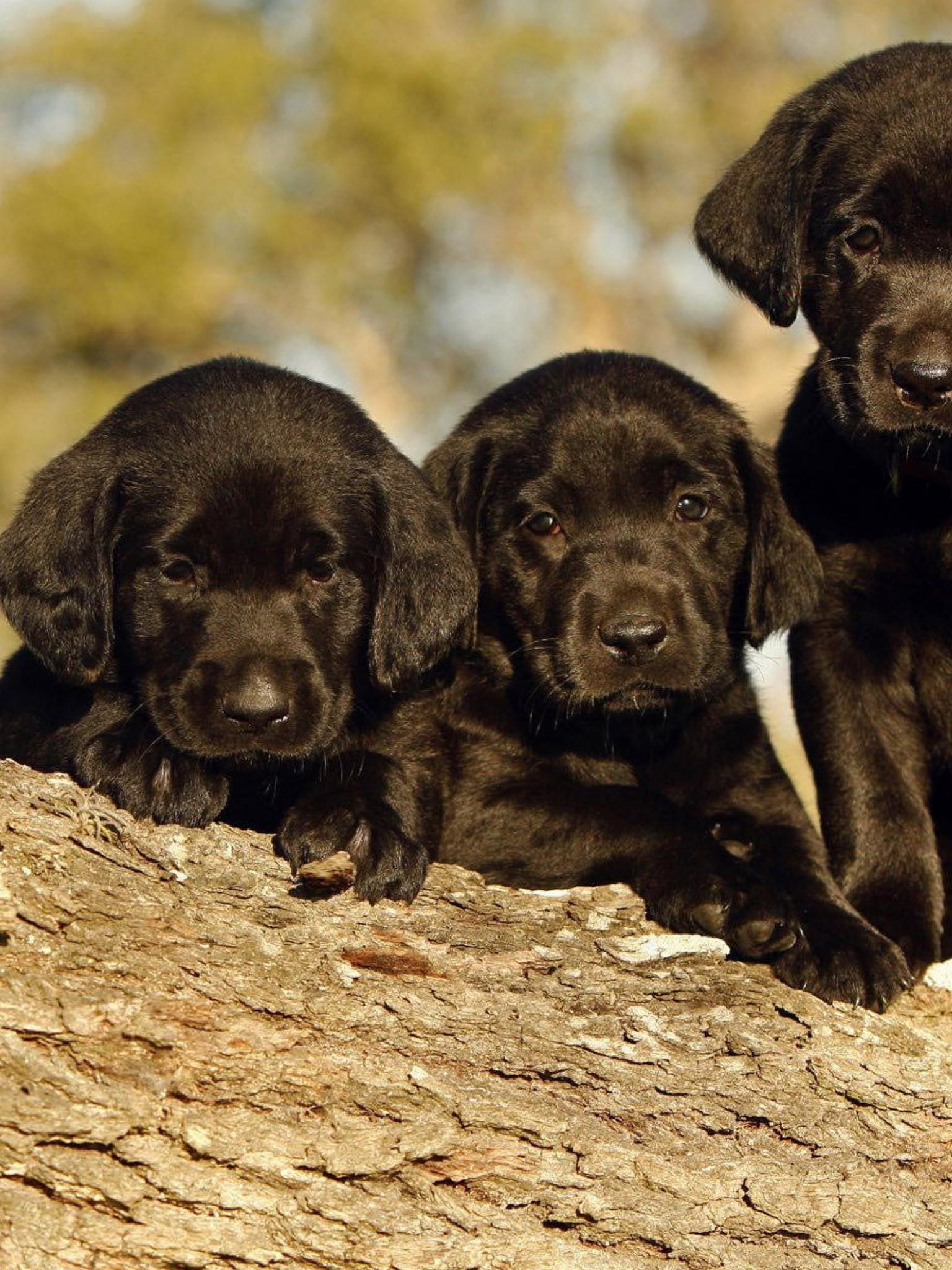 1536x2048 Black Labrador Retriever Puppies Wallpaper for Desktop and Mobiles Retina iPad