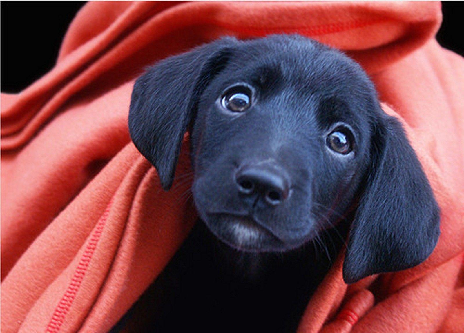 1600x1149 Black Lab Puppy Wallpaper