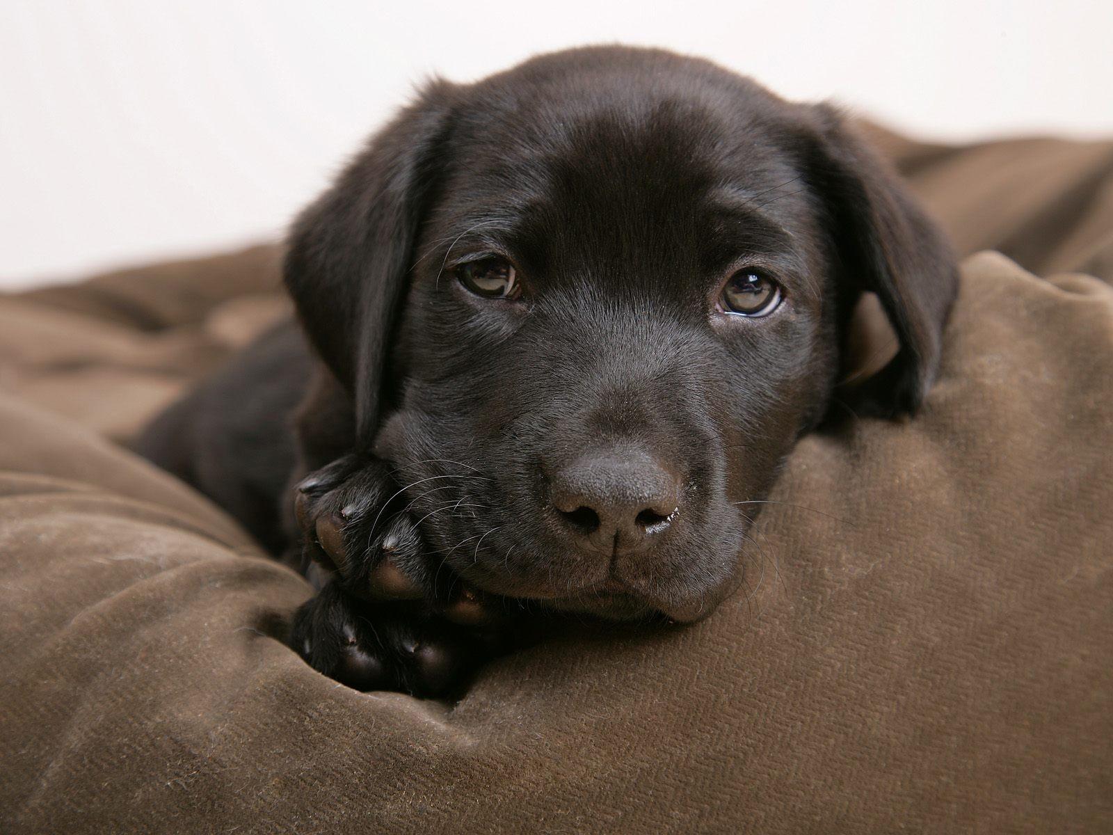 1600x1200 Labrador Retriever HD Wallpaper and Background