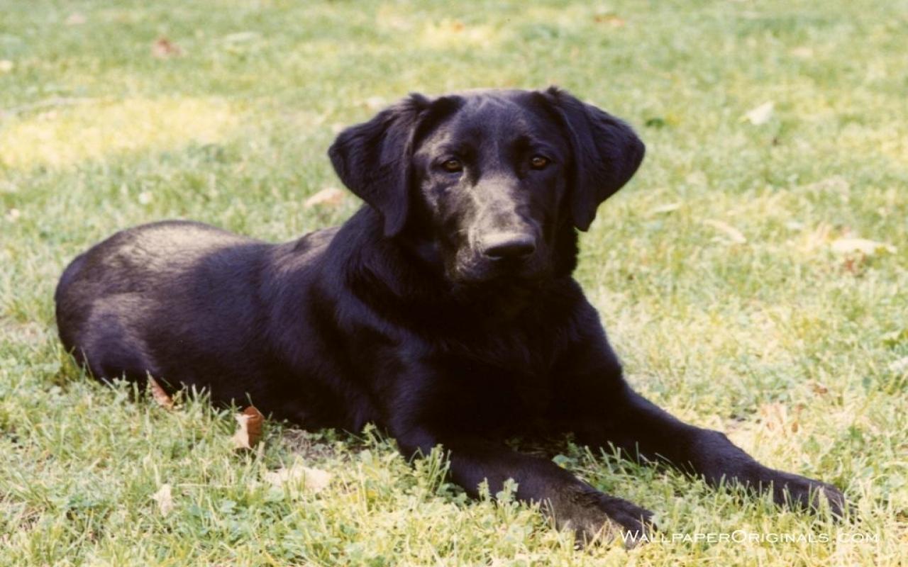 1280x800 Black Lab