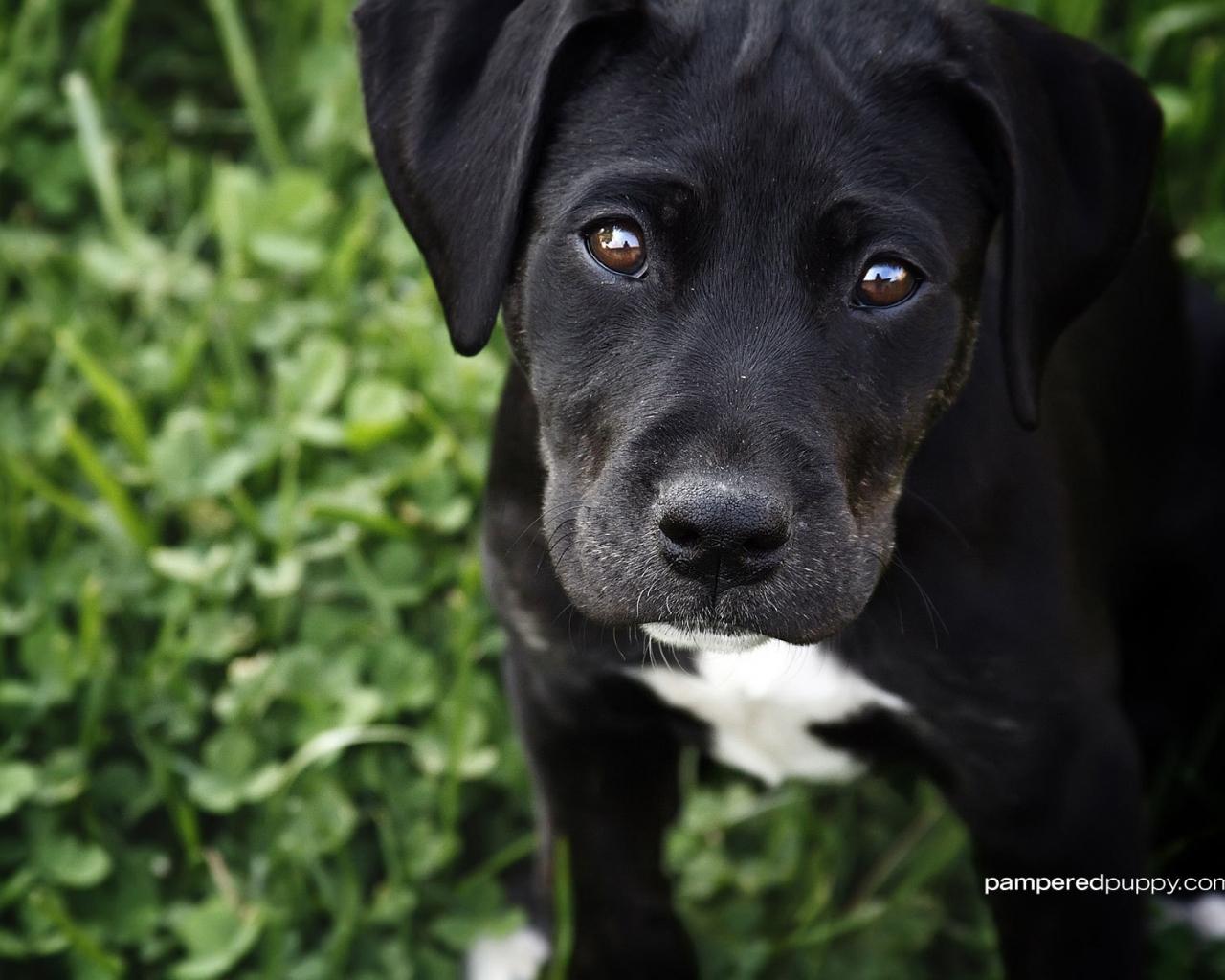 1280x1024 Free download Black Labrador Retriever puppy Dogs Wallpaper 13518444 [1600x1200] for your Desktop, Mobile & Tablet. Explore Wallpaper Labrador Retriever. Labrador Retriever Wallpaper for Desktop, Black Lab Wallpaper Desktop
