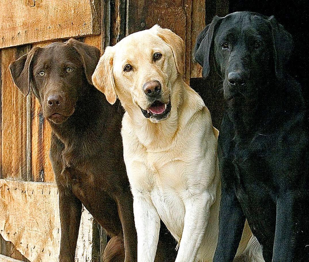 1075x911 Free download Black N Yellow Labrador Dog Wallpaper Desktop Photo [1075x911] for your Desktop, Mobile & Tablet. Explore Black Labrador Wallpaper. Lab Puppy Wallpaper, Black Lab Wallpaper Desktop, Labrador Wallpaper Border