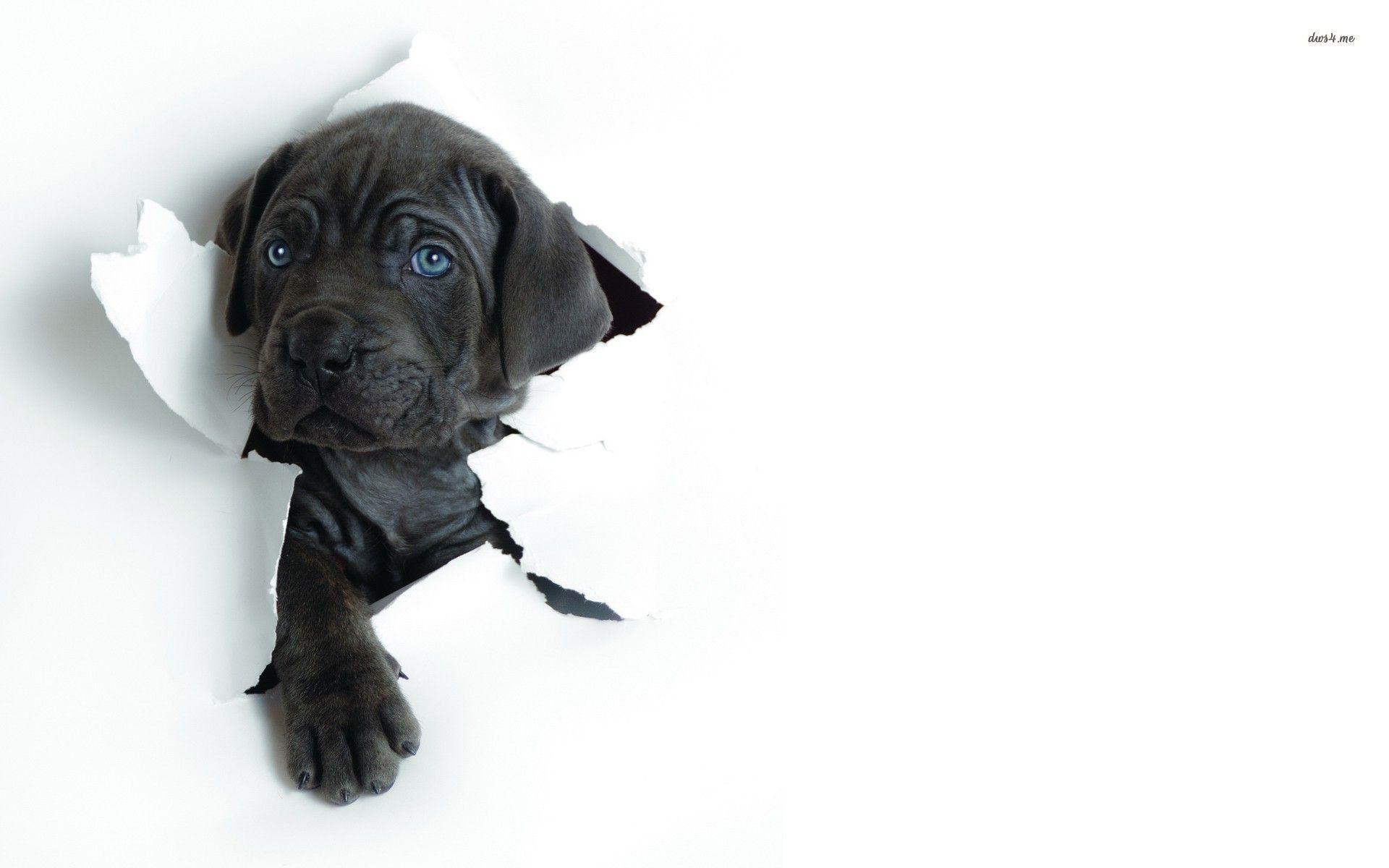 1920x1200 Black Labs Wallpaper