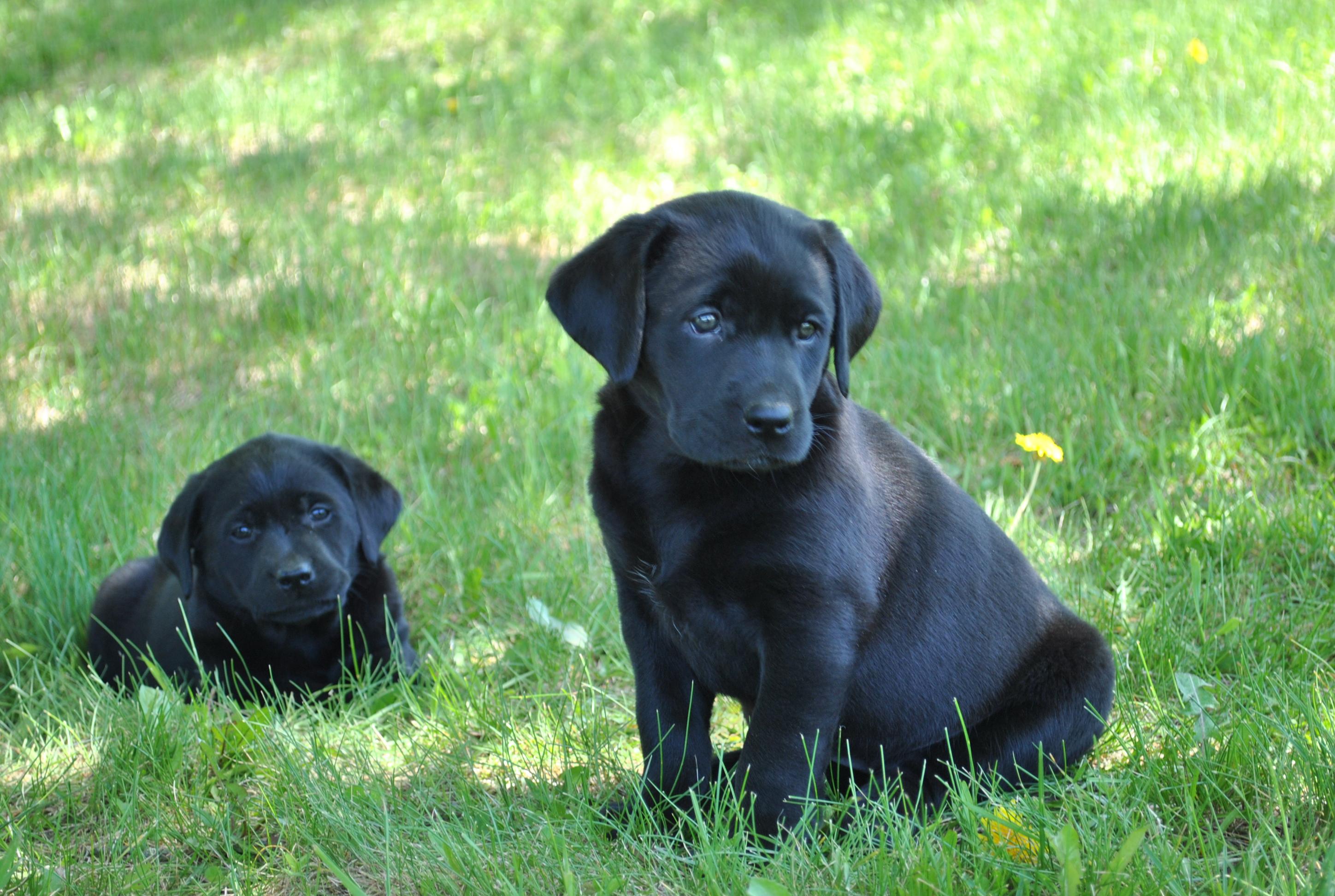 2896x1944 Free download Black Lab Puppy Image wallpaper Black Lab Puppy Image HD wallpaper [2896x1944] for your Desktop, Mobile & Tablet. Explore Black Lab Puppy Wallpaper. Black Lab Puppy Wallpaper
