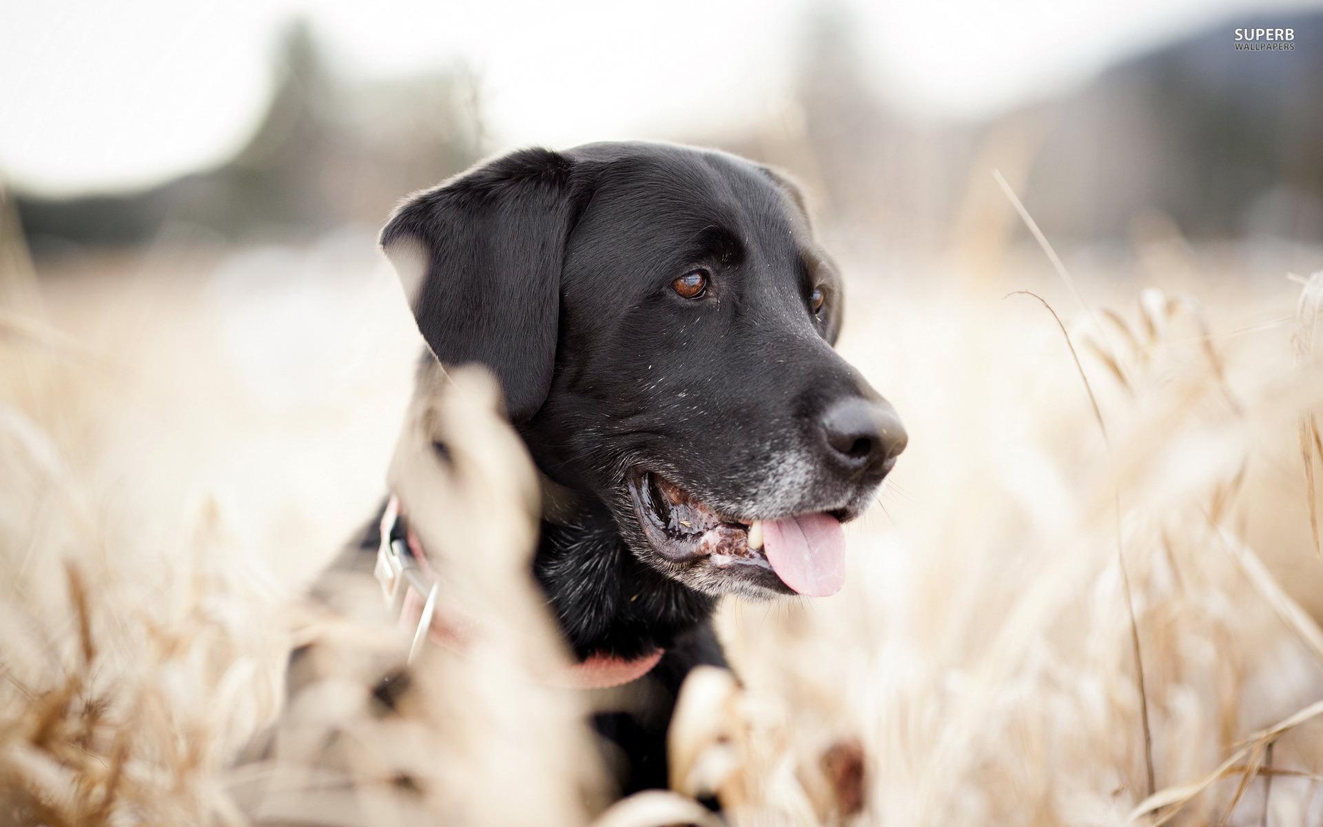 1920x1200 Free download Black Lab Puppies Desktop Background [1920x1200] for your Desktop, Mobile & Tablet. Explore Black Lab Puppy Wallpaper. Black Lab Puppy Wallpaper, Lab Puppy Wallpaper, Chocolate Lab Puppy Wallpaper