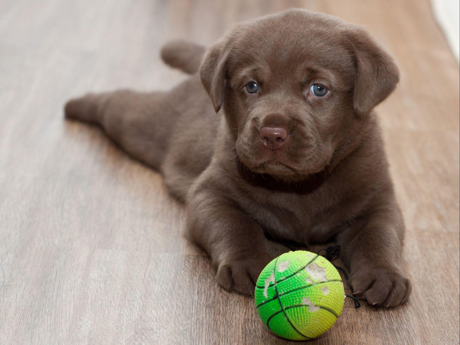 1600x1200 Download wallpaper 1600x1200 labrador, puppy, ball, playful standard 4:3 HD background