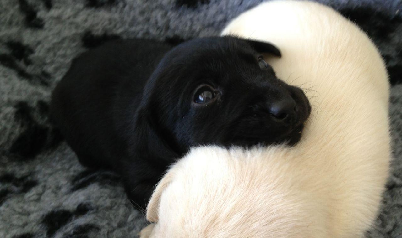 1280x760 Black Lab Puppies Dog Quotes. QuotesGram