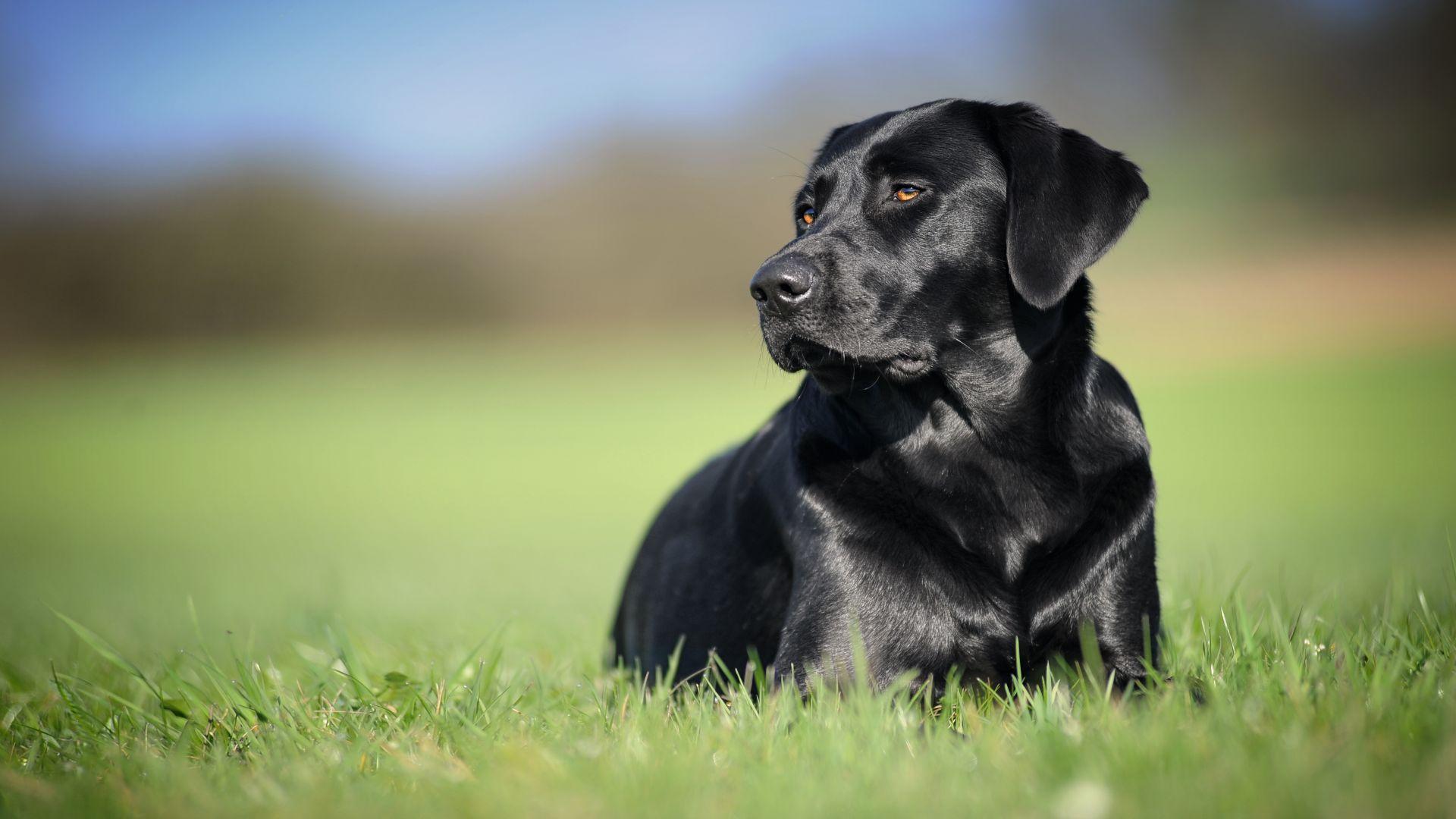 1920x1080 Desktop Wallpaper Black Pet Dog, Labrador Retriever, Grass Field, HD Image, Picture, Background, Nul8lo