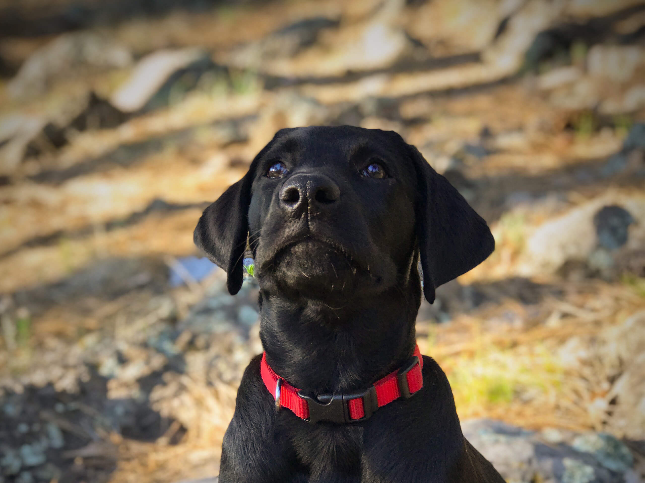 2560x1920 Lab Mastiff Wallpaper