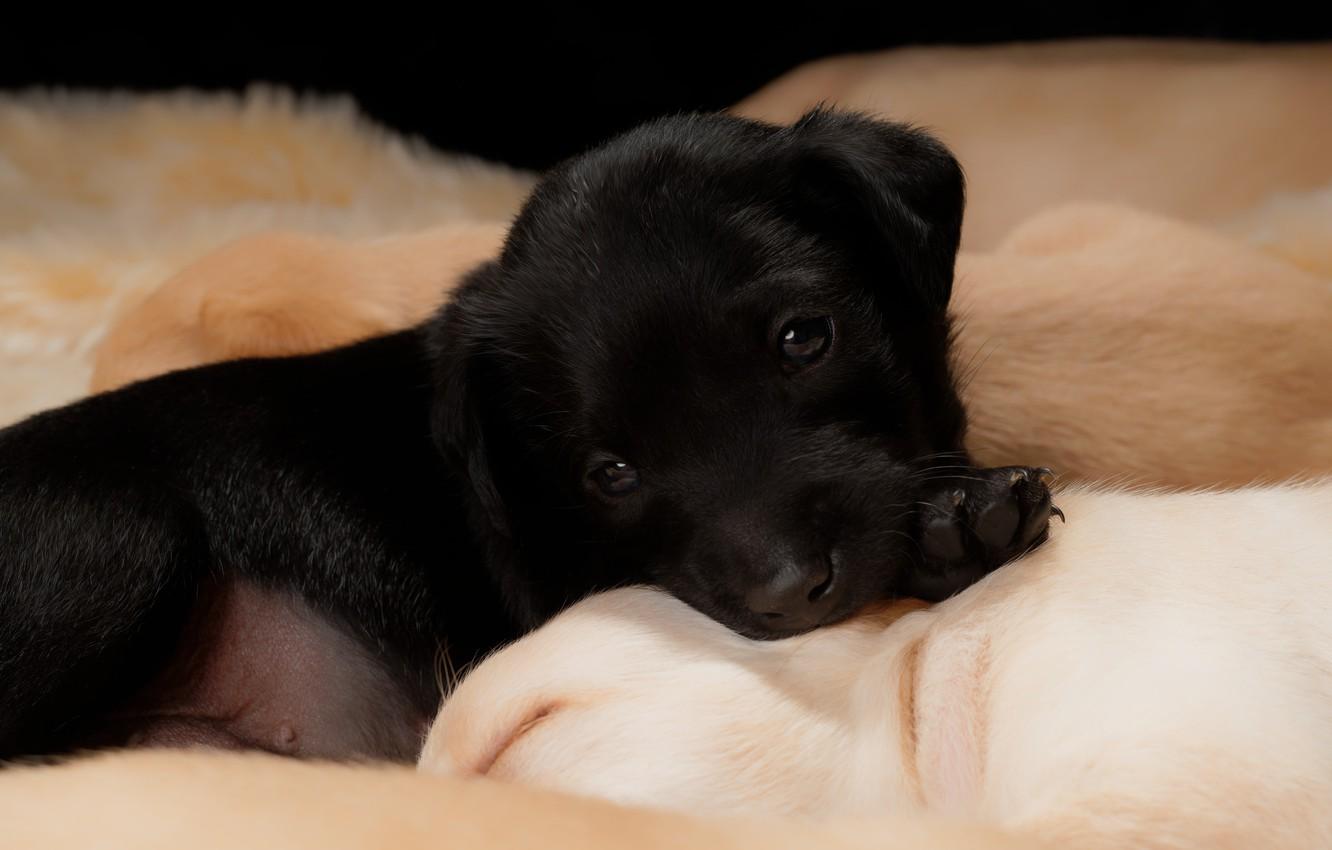 1332x850 Wallpaper look, black, dog, baby, puppies, puppy, lies, face, Labrador, Retriever, puppy image for desktop, section собаки
