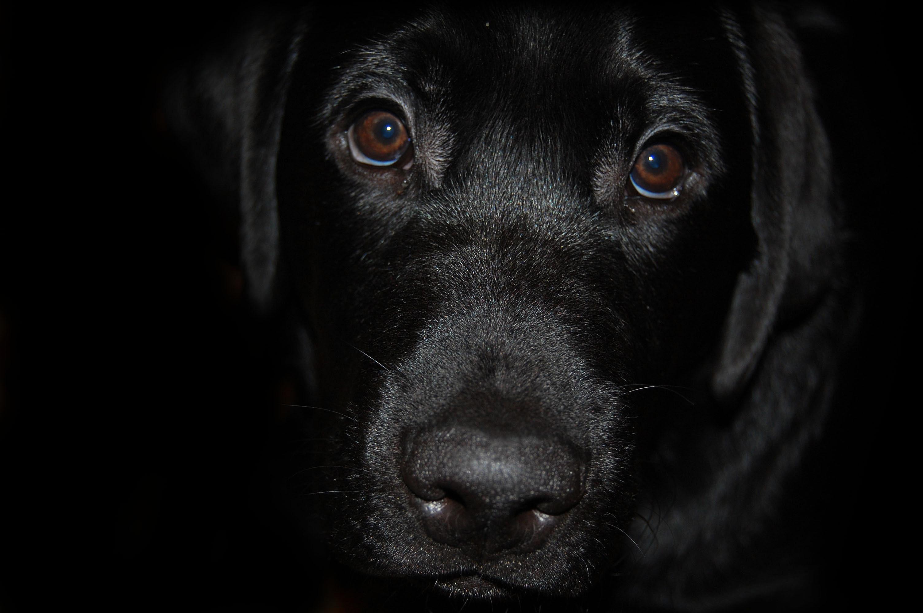 3008x2000 Cute labrador retriever on a black background. Download free widescreen picture of beautiful dogs