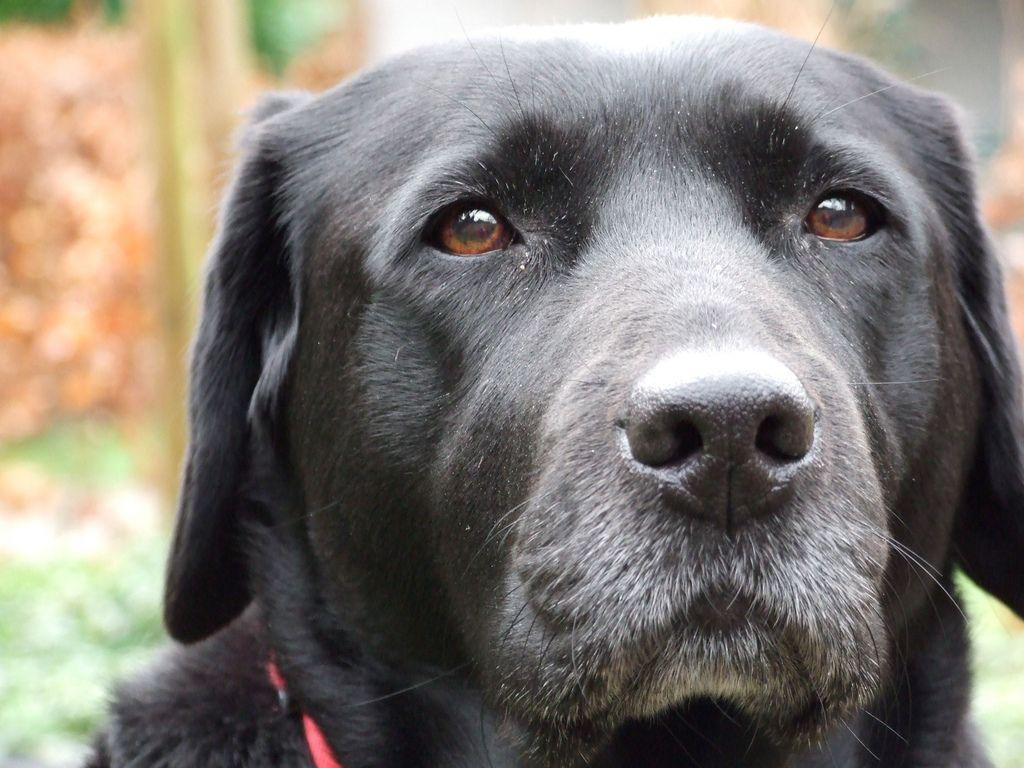 1024x768 Getting grey around the mussle, and although she is up in age.no one can come near our babies!. Labrador retriever, Labrador, Puppy image
