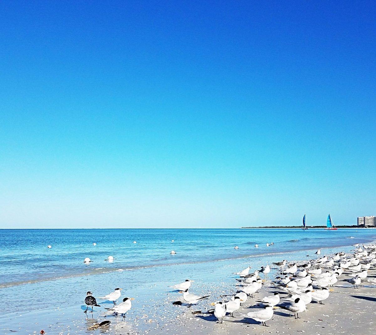 1200x1069 South Marco Beach (Marco Island) You Need to Know BEFORE You Go