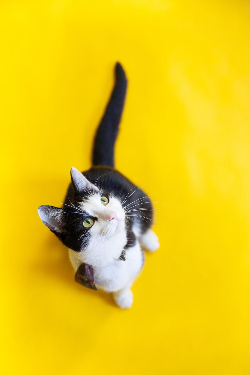 Yellow Aesthetic Cat Wallpapers - Top Free Yellow Aesthetic Cat ...