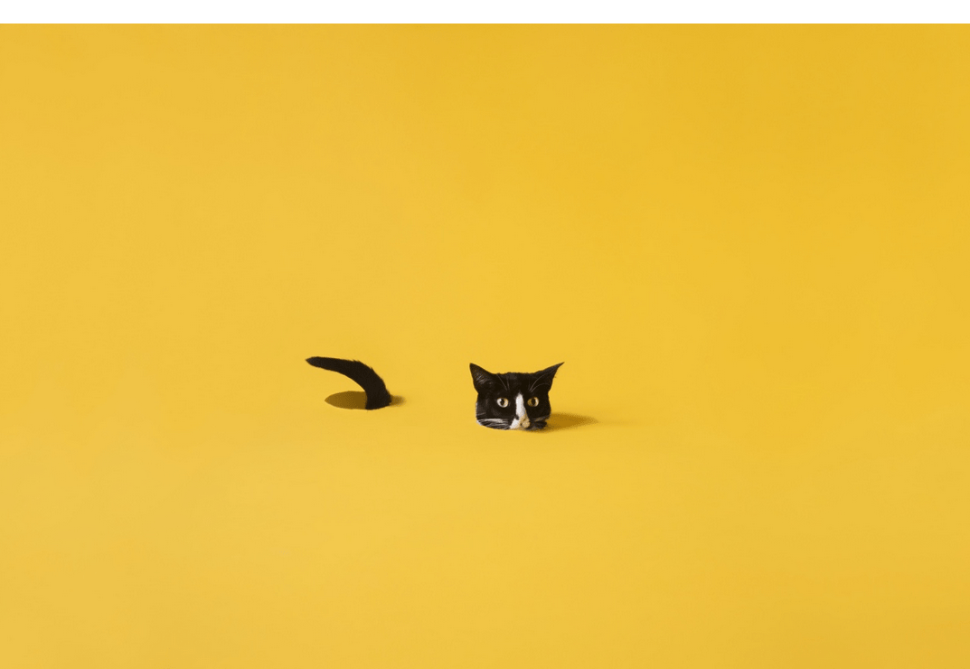 Yellow Aesthetic Cat Wallpapers - Top Free Yellow Aesthetic Cat ...