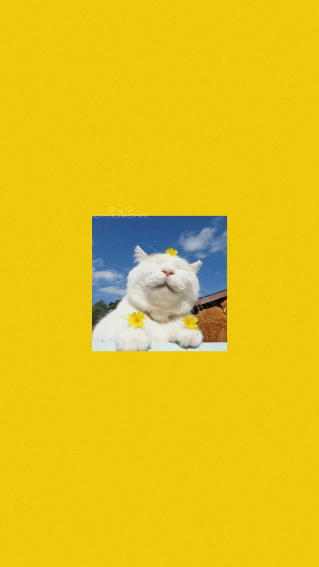 Yellow Aesthetic Cat Wallpapers Top Free Yellow Aesthetic Cat