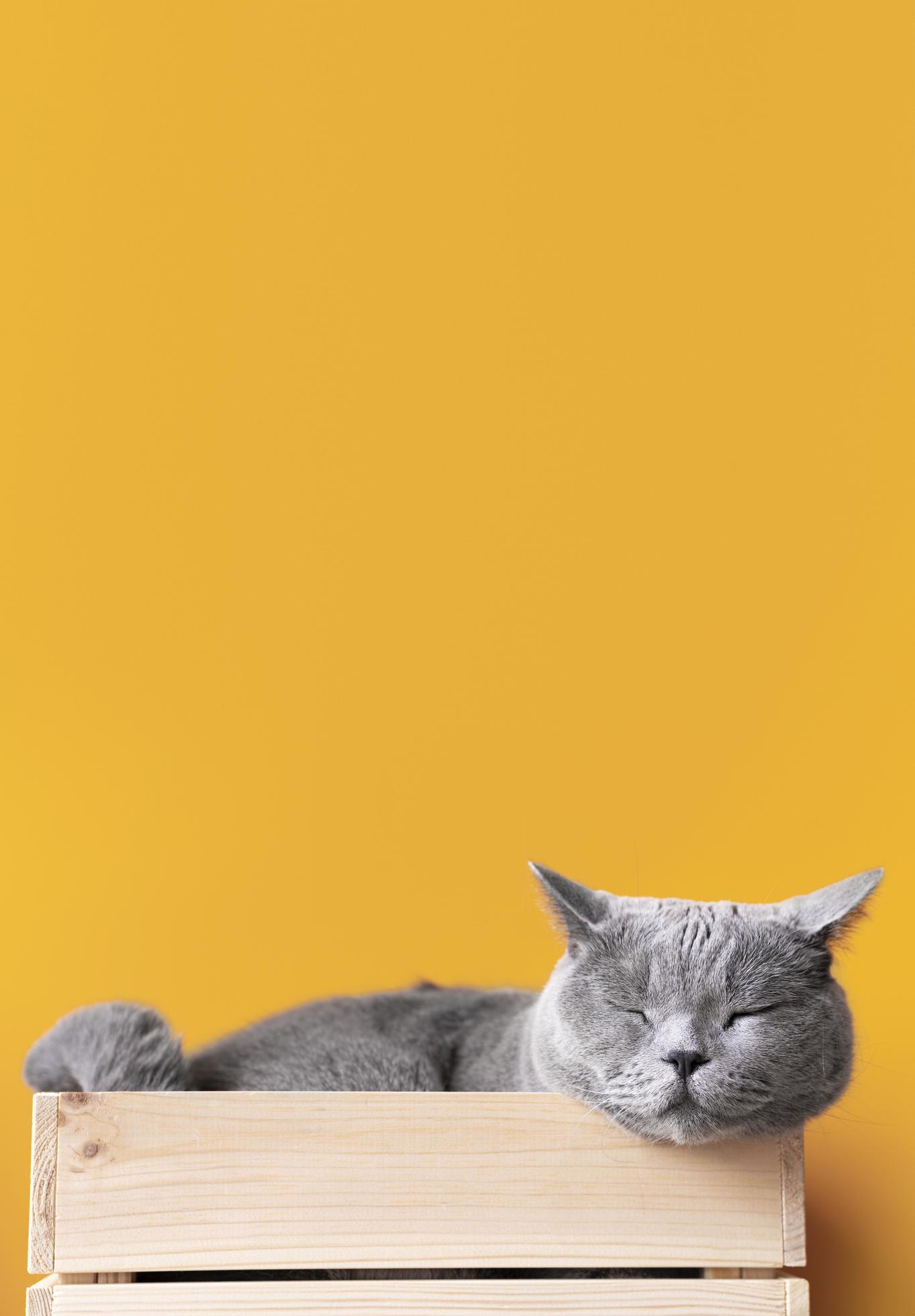 Yellow Aesthetic Cat Wallpapers - Top Free Yellow Aesthetic Cat ...