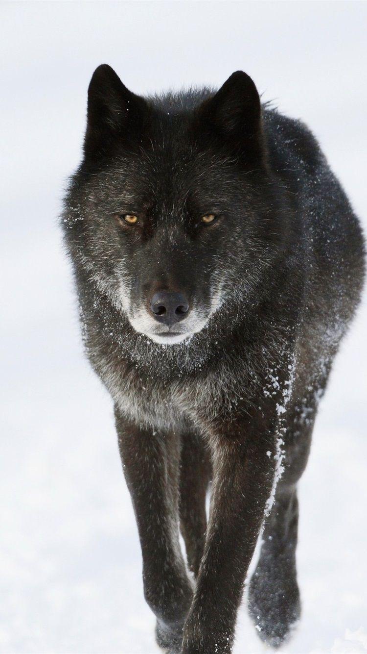 Unduh 62+ Iphone Wallpaper Black Wolf Gambar Terbaik - Posts.id