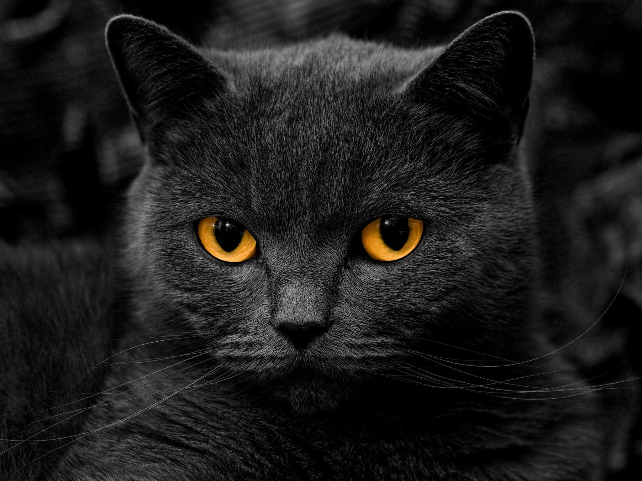 2048x1536 Free download Black Cat with Yellow Eyes [2048x1536] for your Desktop, Mobile & Tablet. Explore Black Cat Wallpaper. Black Cat Wallpaper Free, Black Kittens Wallpaper, Black Cats Wallpaper