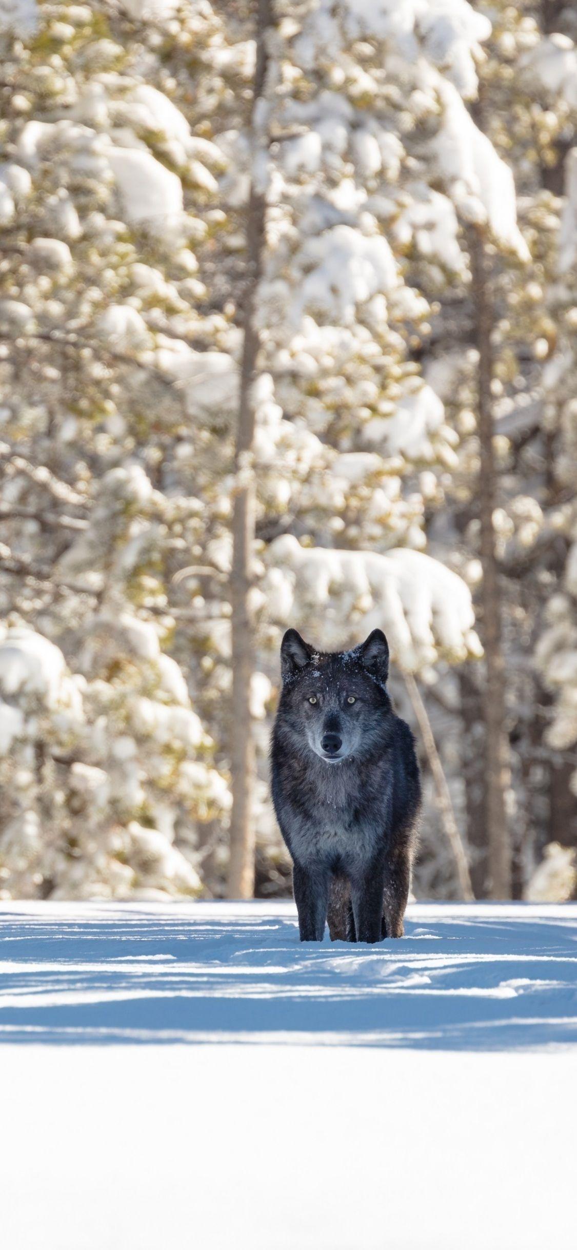 1125x2436 Black Wolf iPhone XS, iPhone iPhone X HD 4k Wallpaper