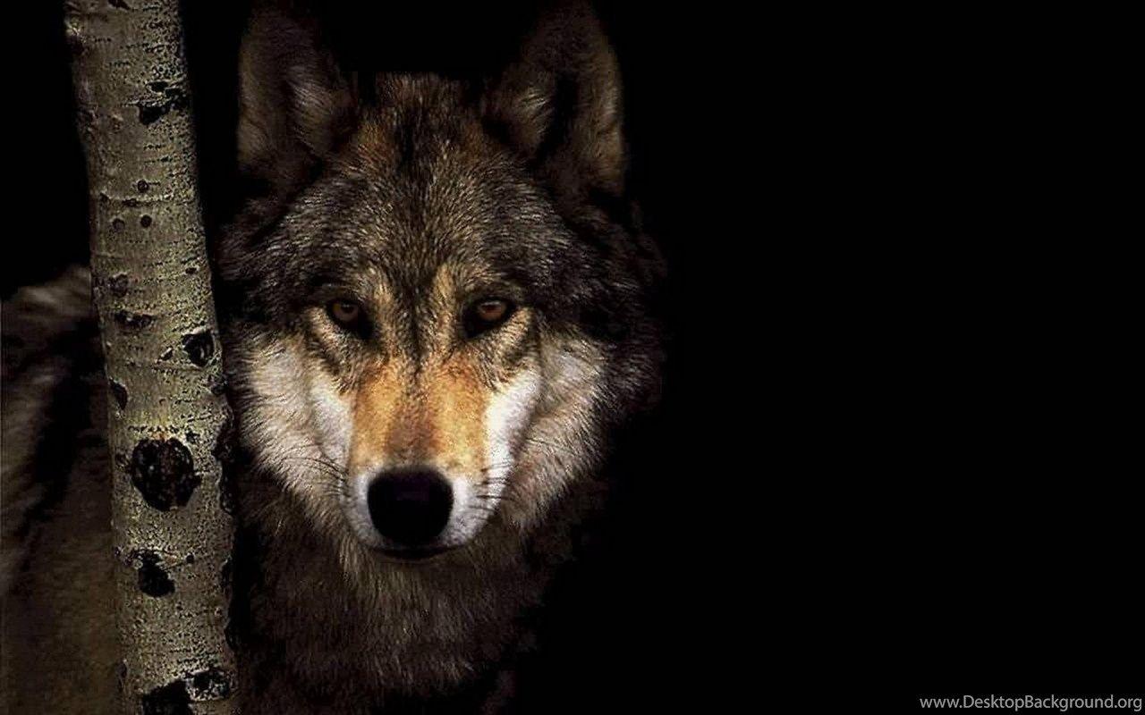 1280x800 Black Wolf Wallpaper Desktop Background