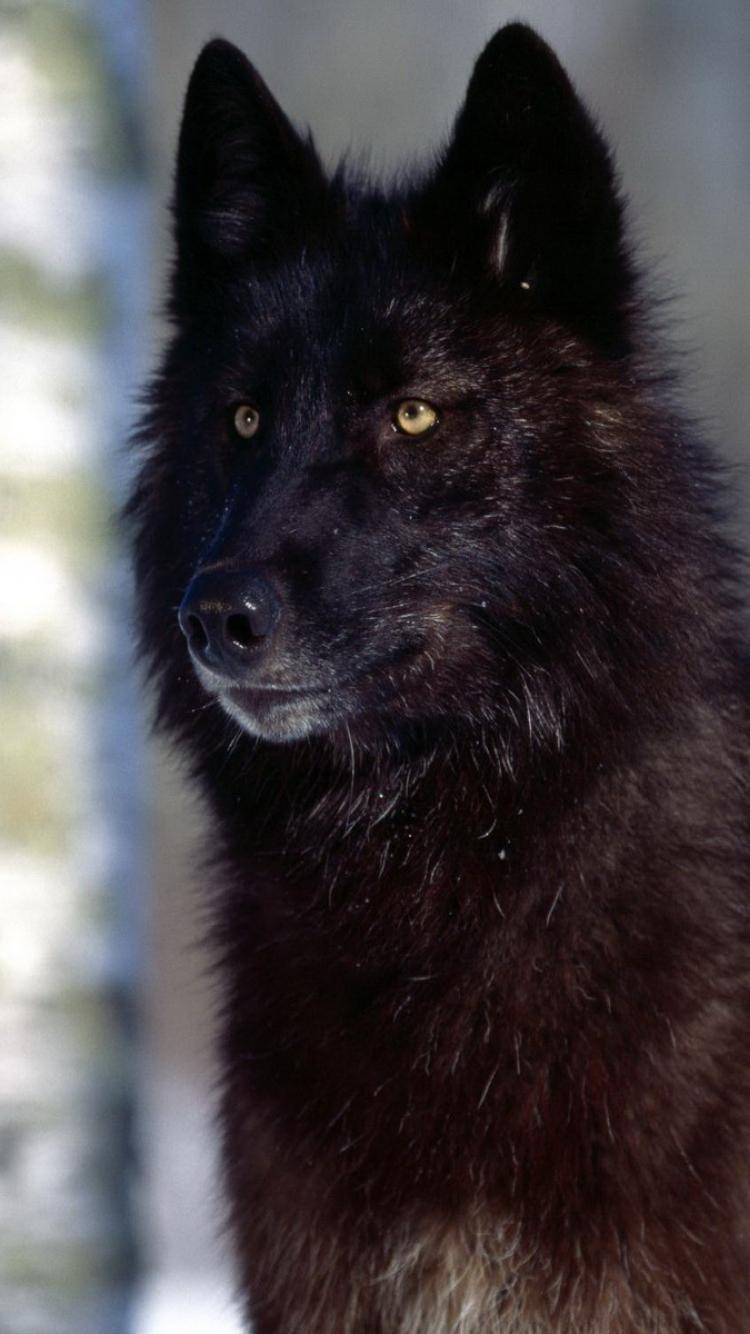 750x1334 Black Wolf iPhone Wallpaper