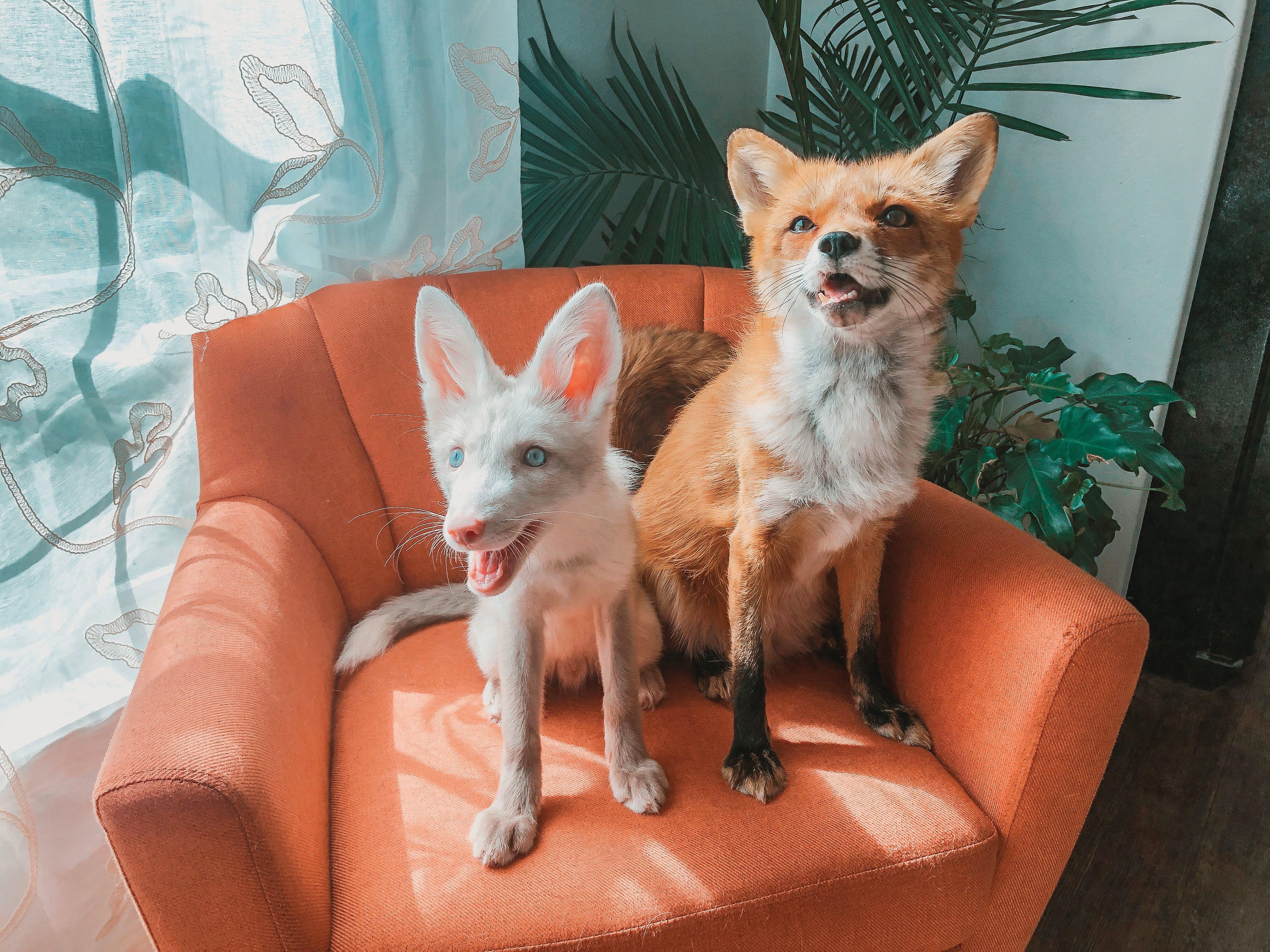 4032x3024 Keeping up with Juniper the Fox & Friends