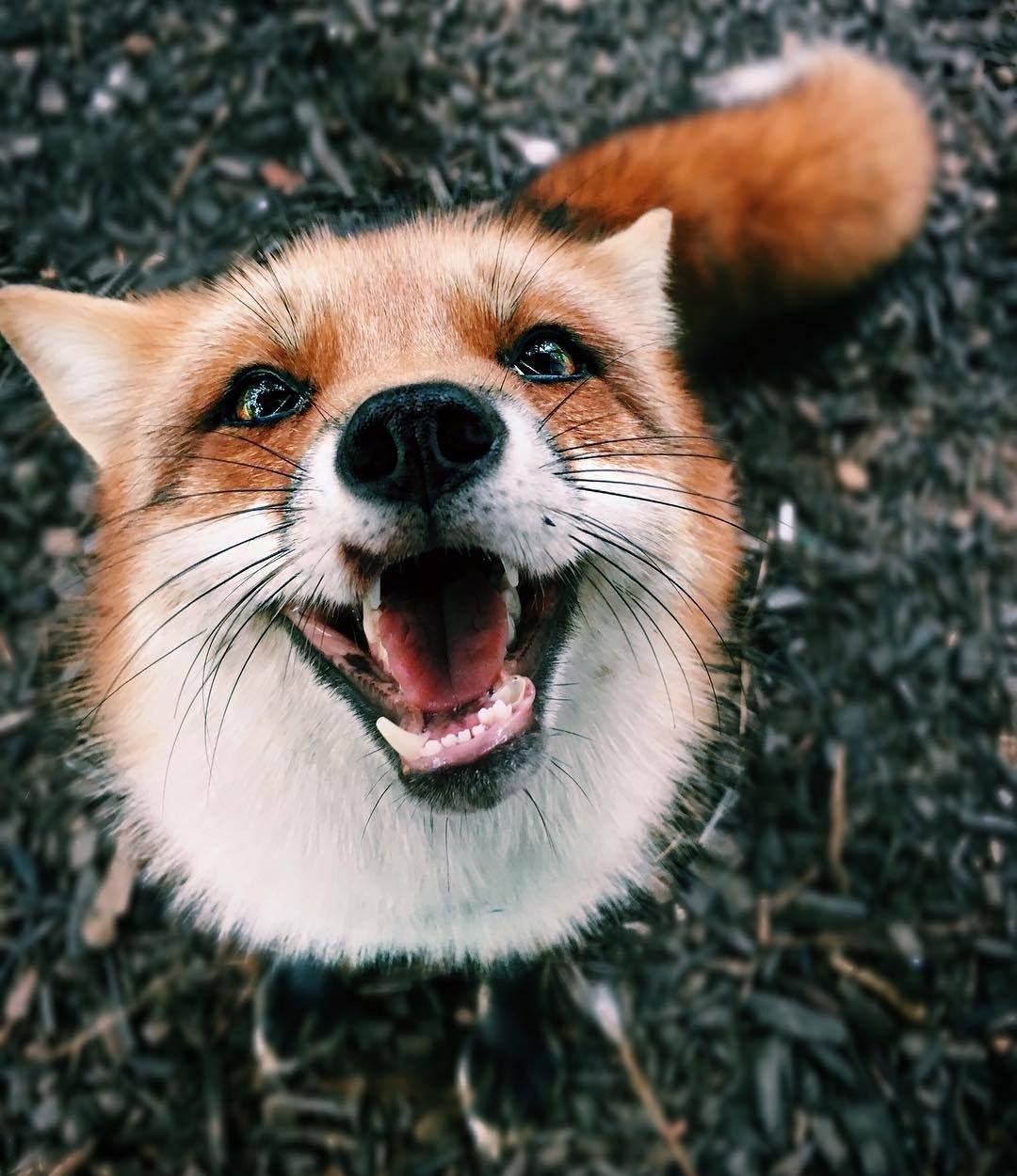 1080x1250 Funny Picture Fox (49 photo) Drawings for sketching and not only