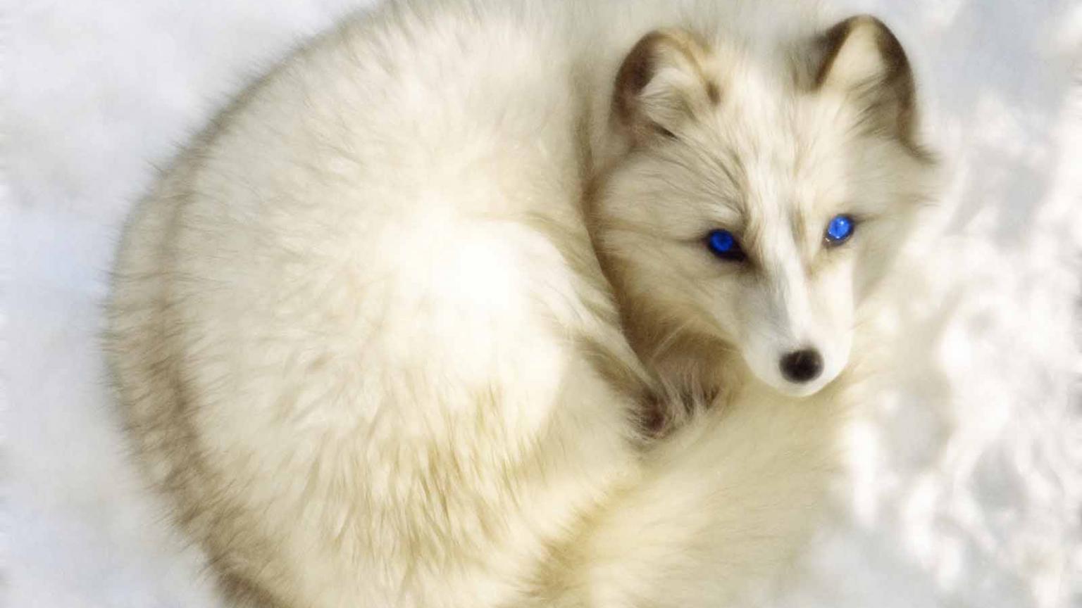 1536x864 Free download arctic fox animal 3252x2016px arctic fox animal 2741x1822px arctic fox [1600x1200] for your Desktop, Mobile & Tablet. Explore Arctic Fox Wallpaper. Arctic Wolf Wallpaper, Arctic Monkeys Wallpaper