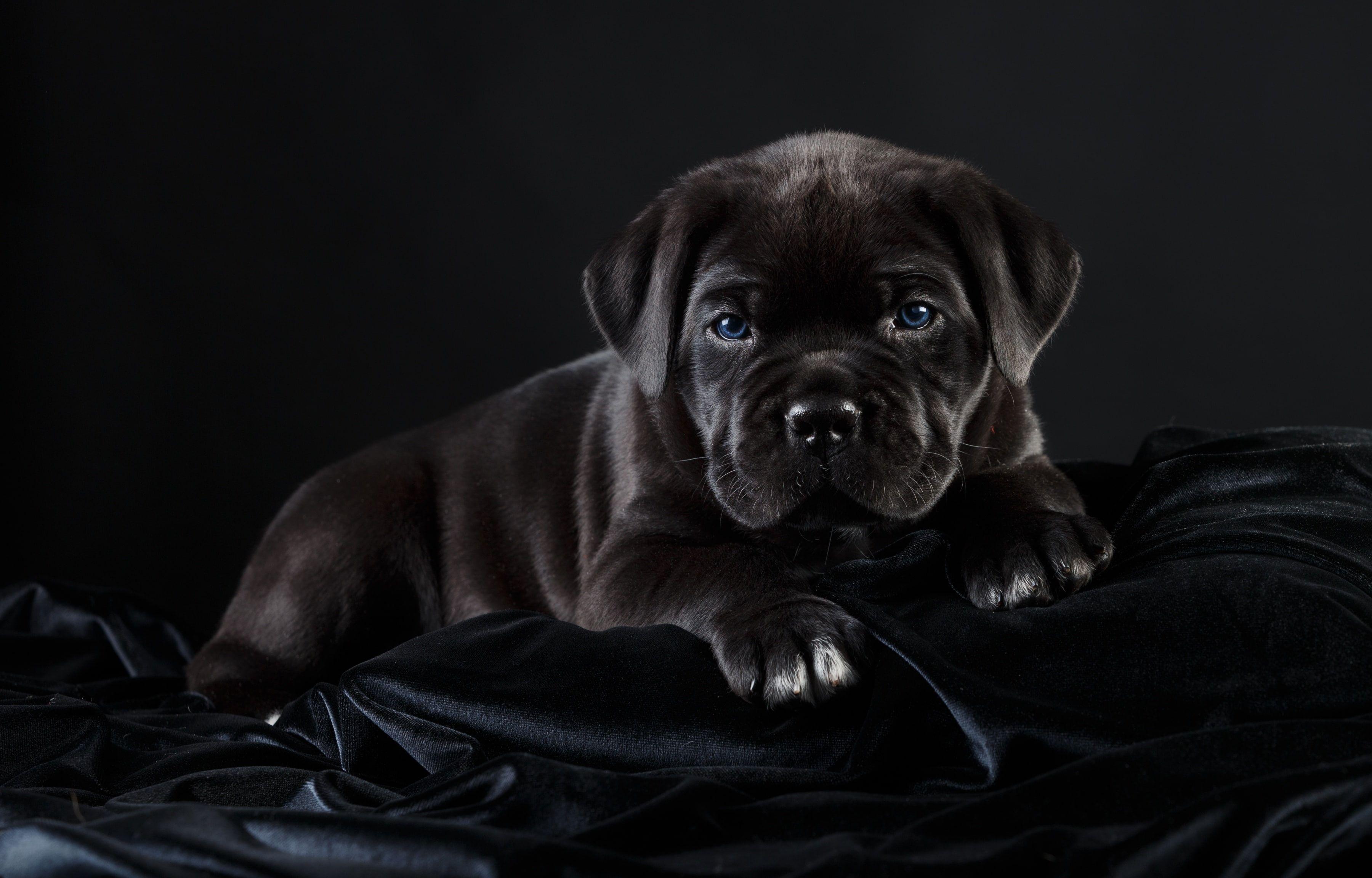 3600x2304 black #puppy #handsome cane Corso K #wallpaper #hdwallpaper #desktop. Кане корсо, Щенок, Щенки