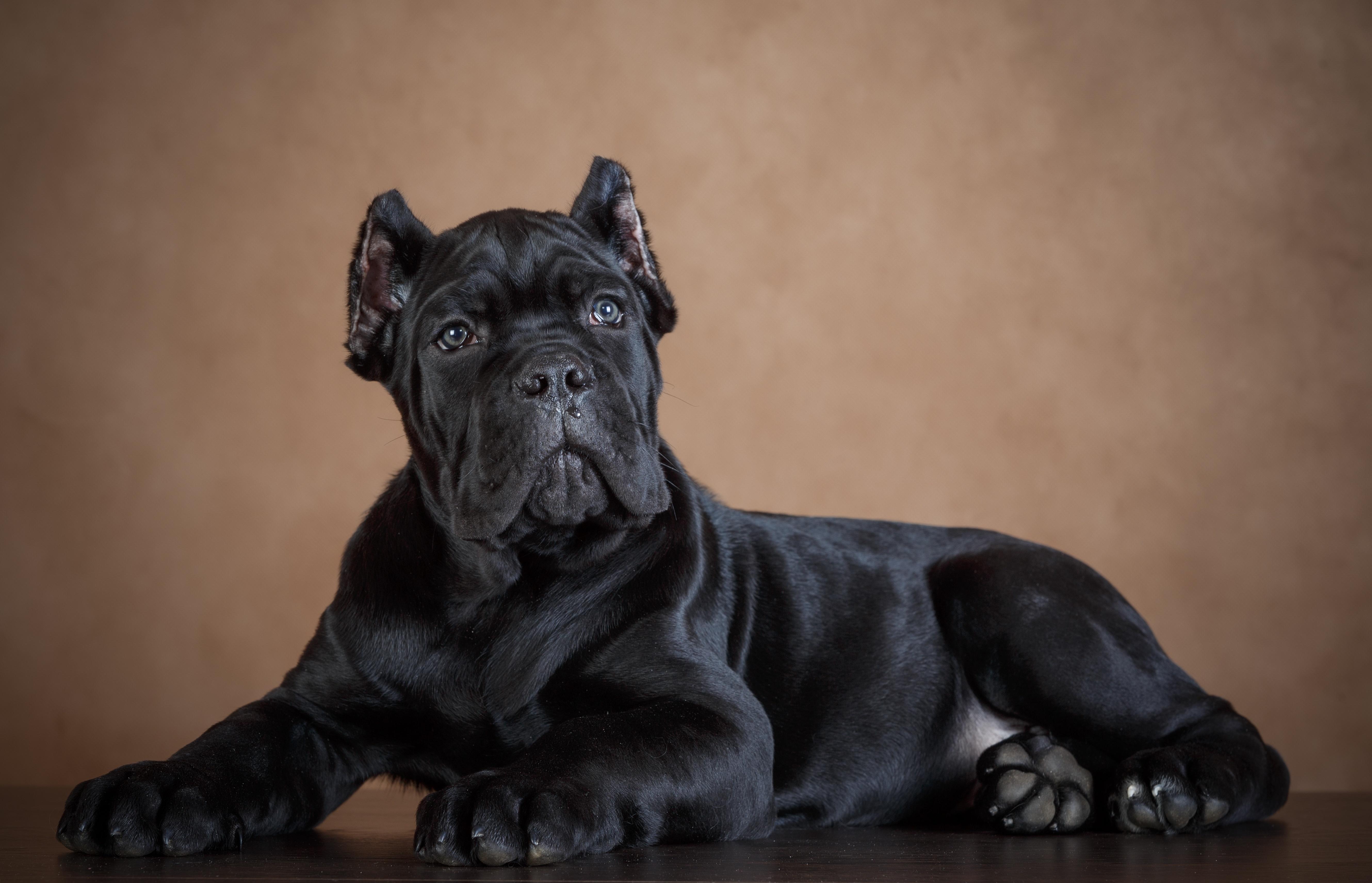 5319x3422 Cane Corso HD Wallpaper and Background