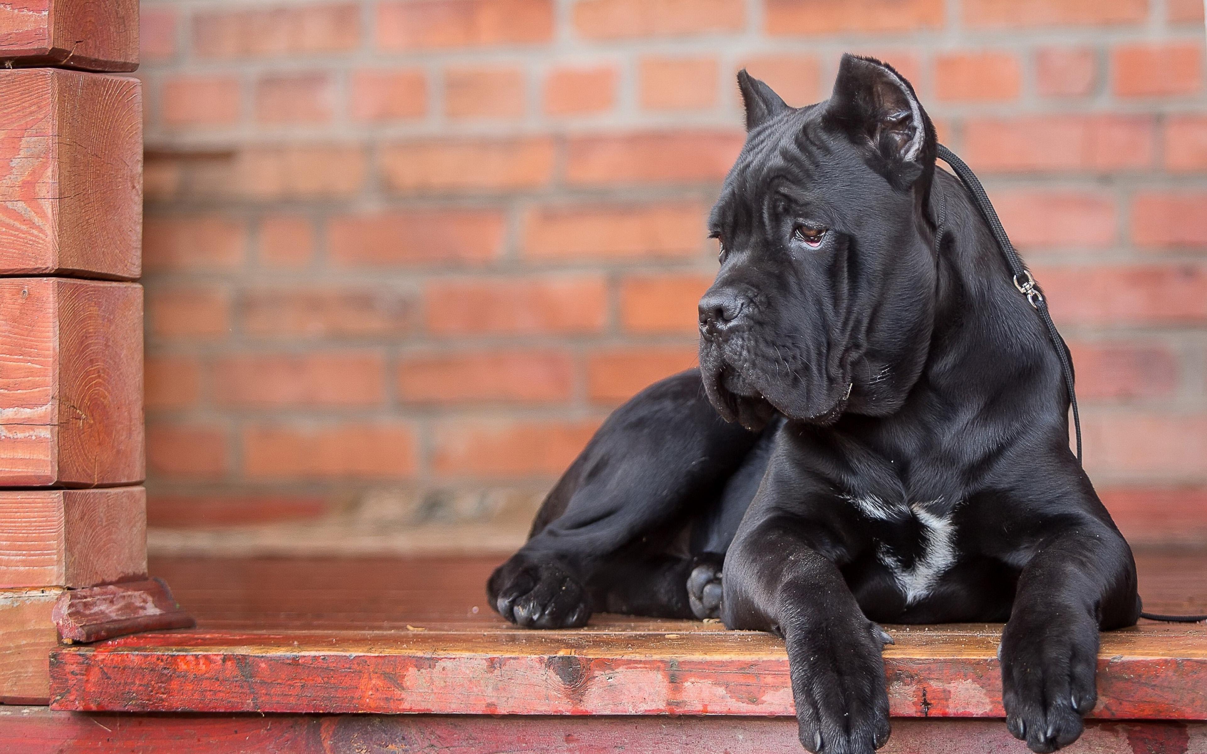3840x2400 Download wallpaper Cane Corso, 4k, big black dog, pets, cute animals, dogs for desktop with resolution 3840x2400. High Quality HD picture wallpaper