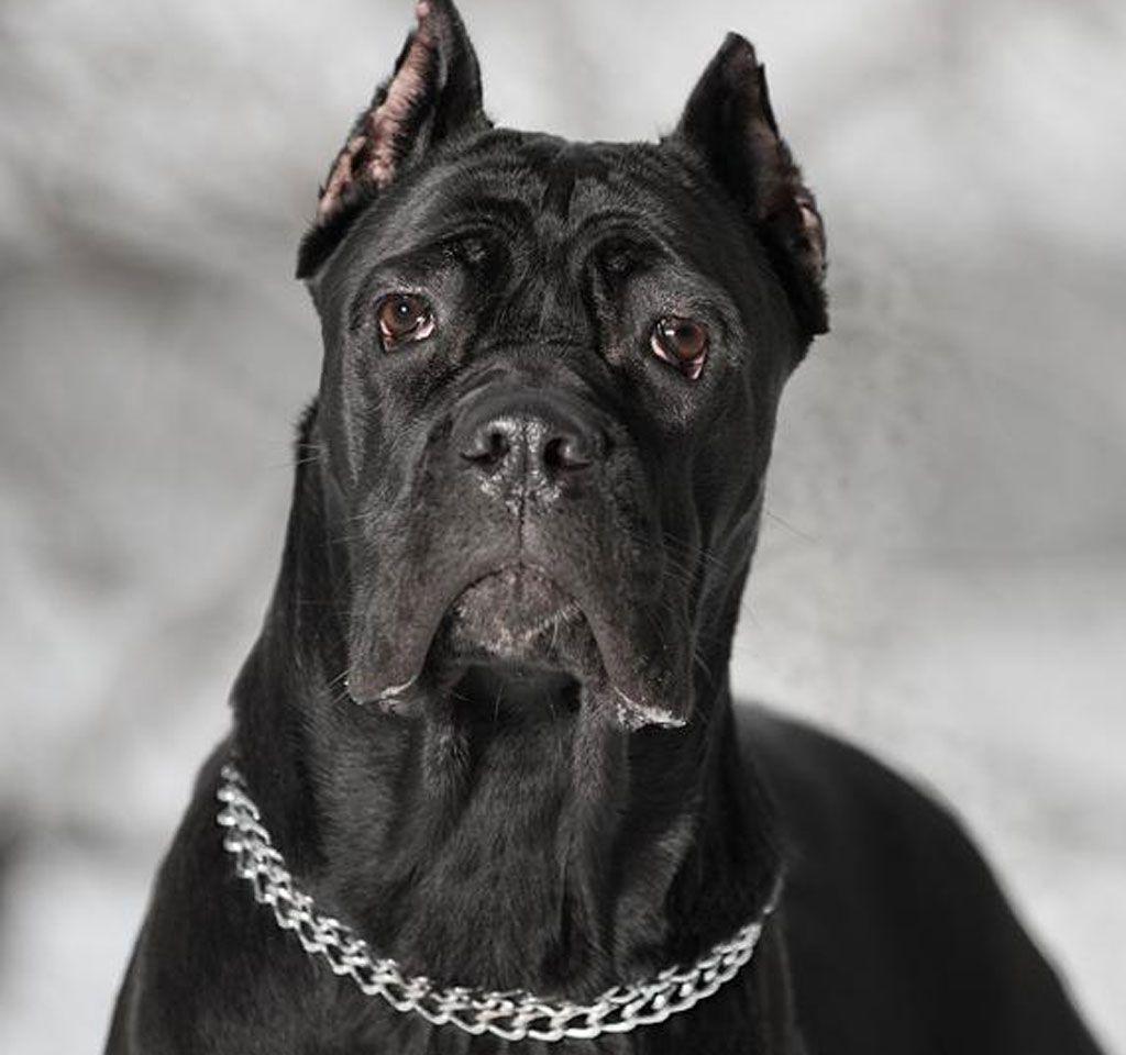 1024x960 Cane Corso Wallpaper